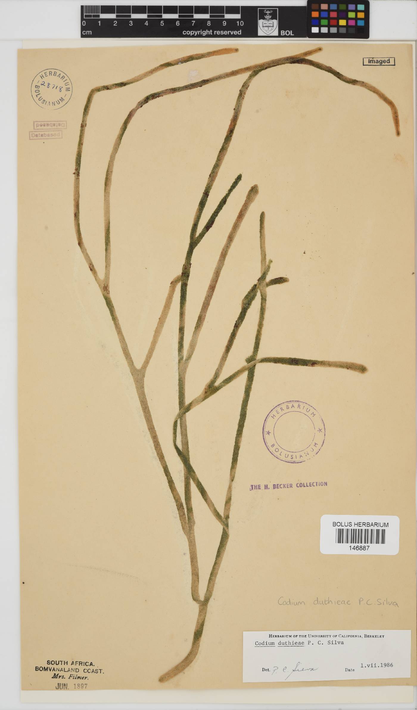 Codium duthieae image