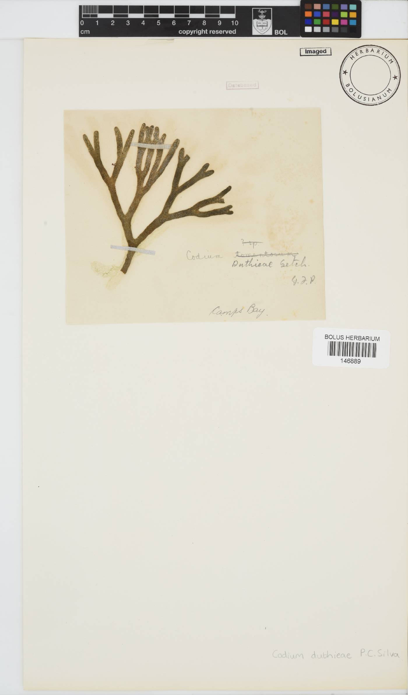 Codium image