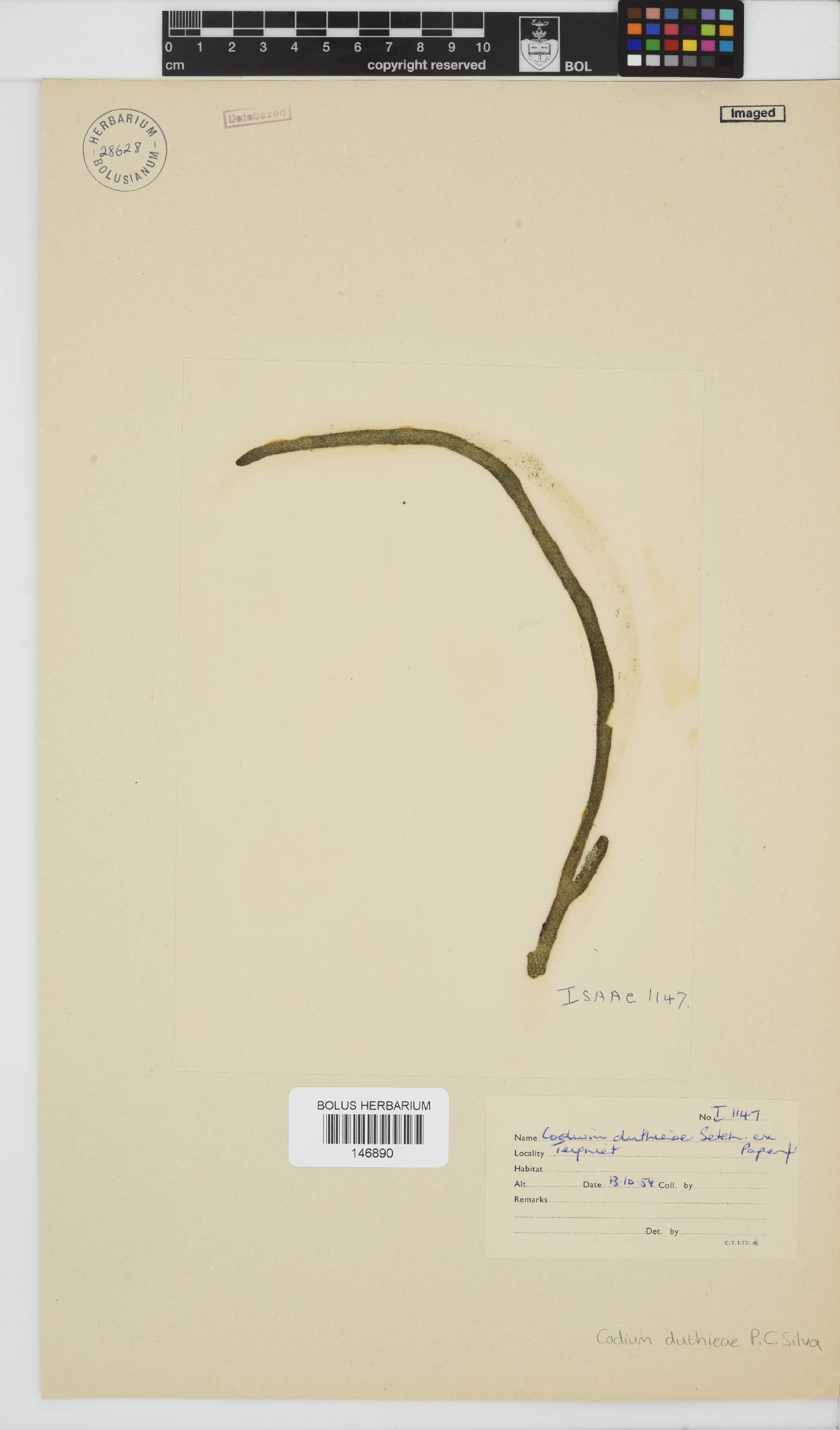 Codium duthieae image