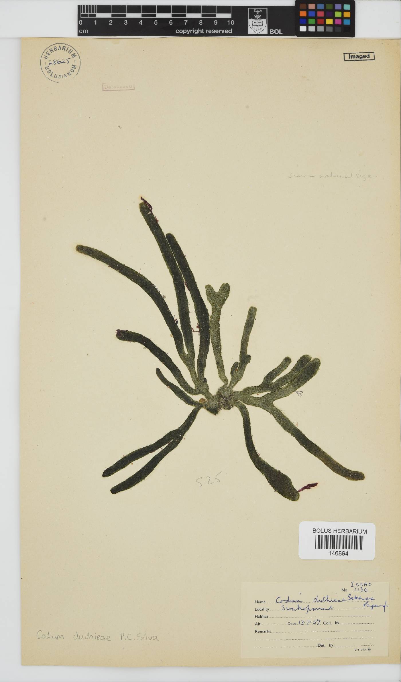 Codium duthieae image