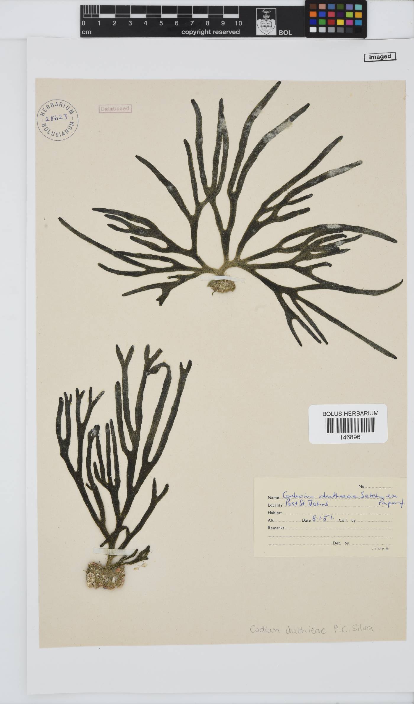Codium duthieae image