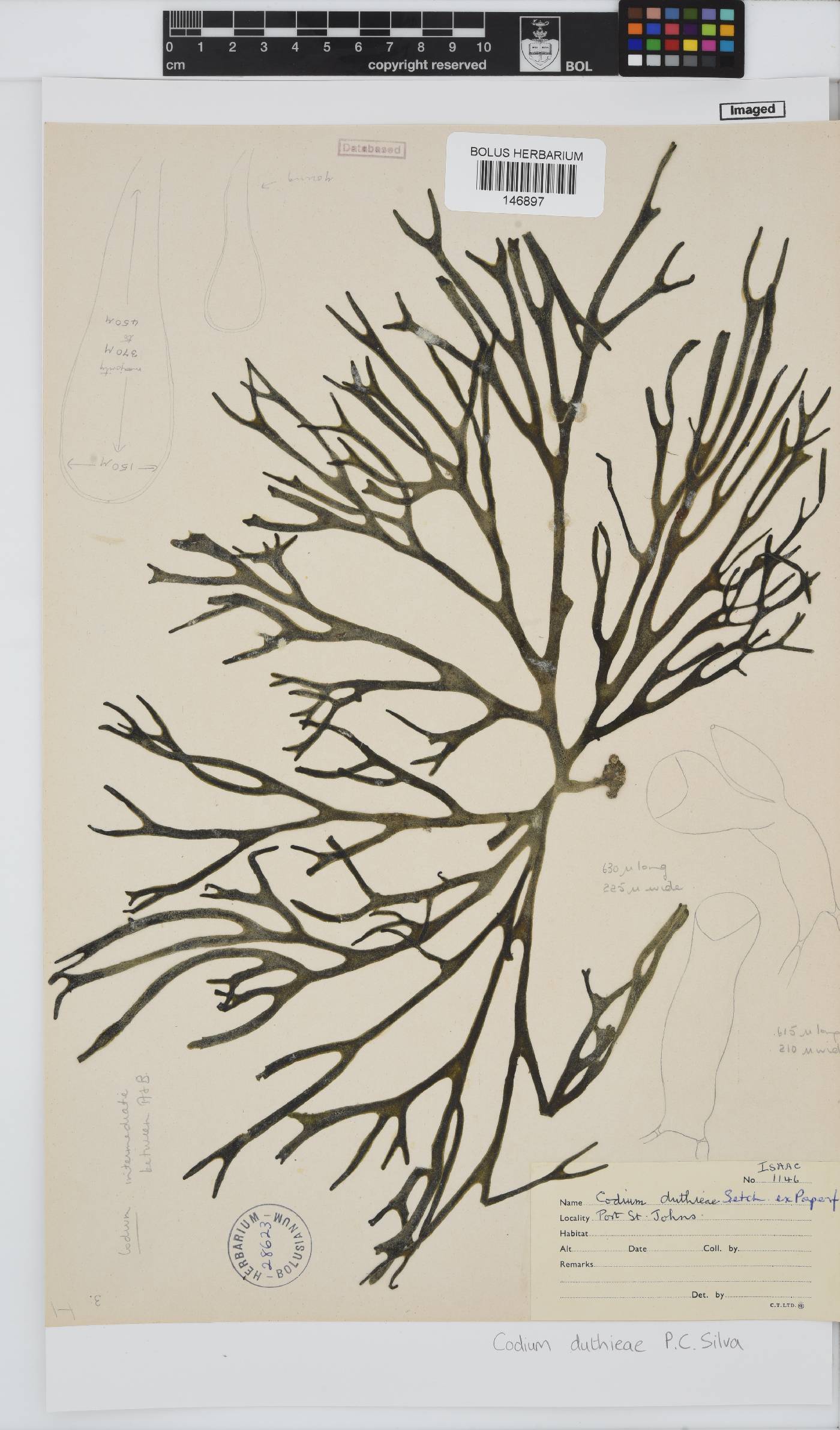 Codium duthieae image