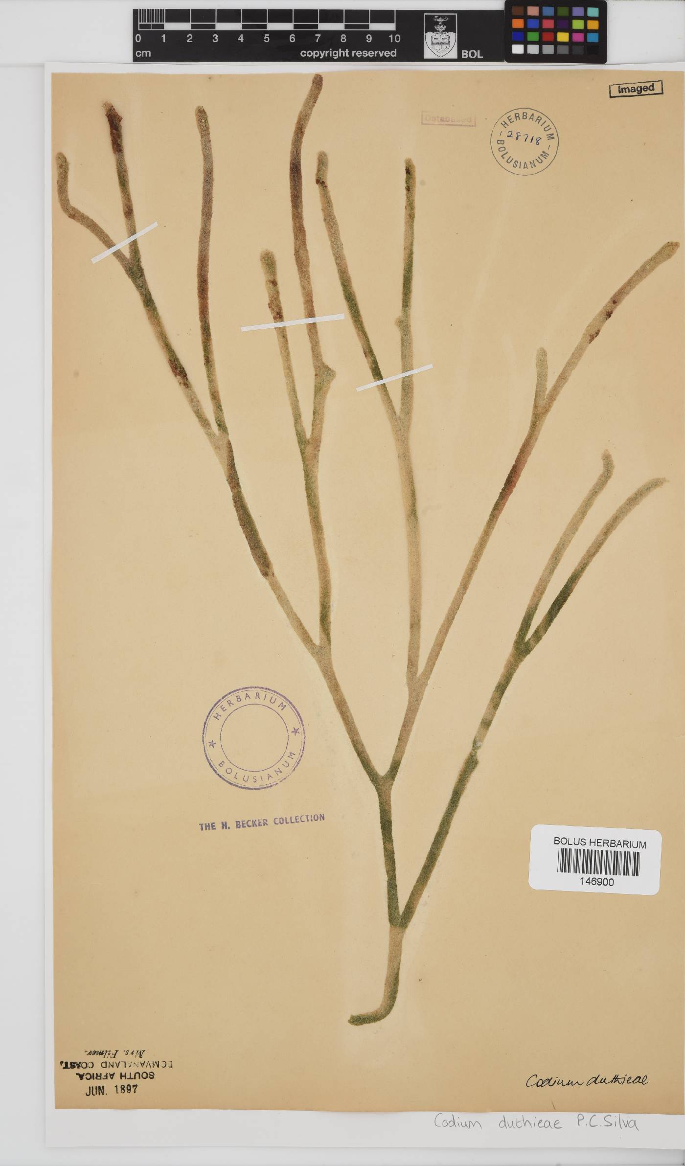 Codium duthieae image