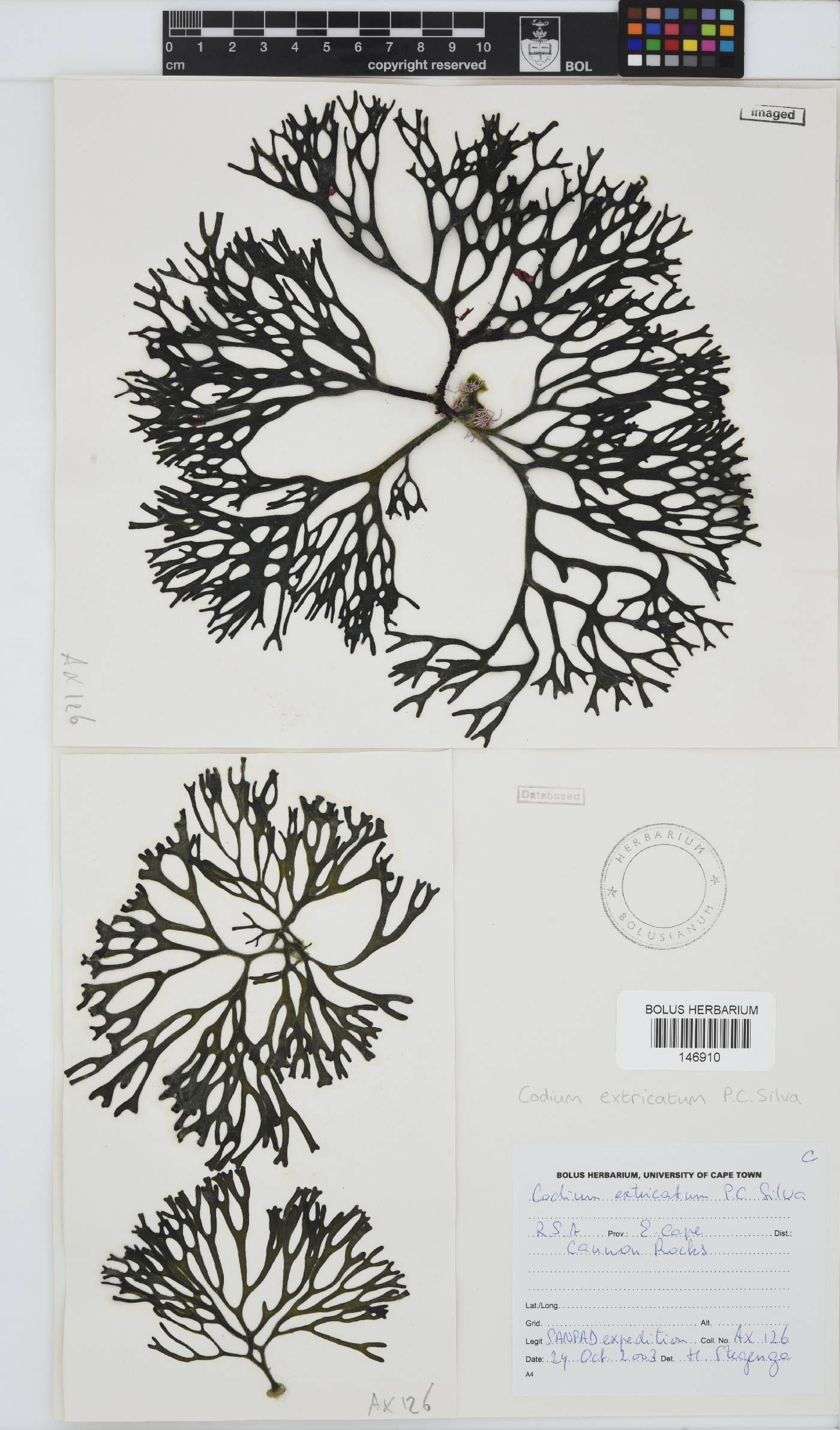 Codium extricatum image