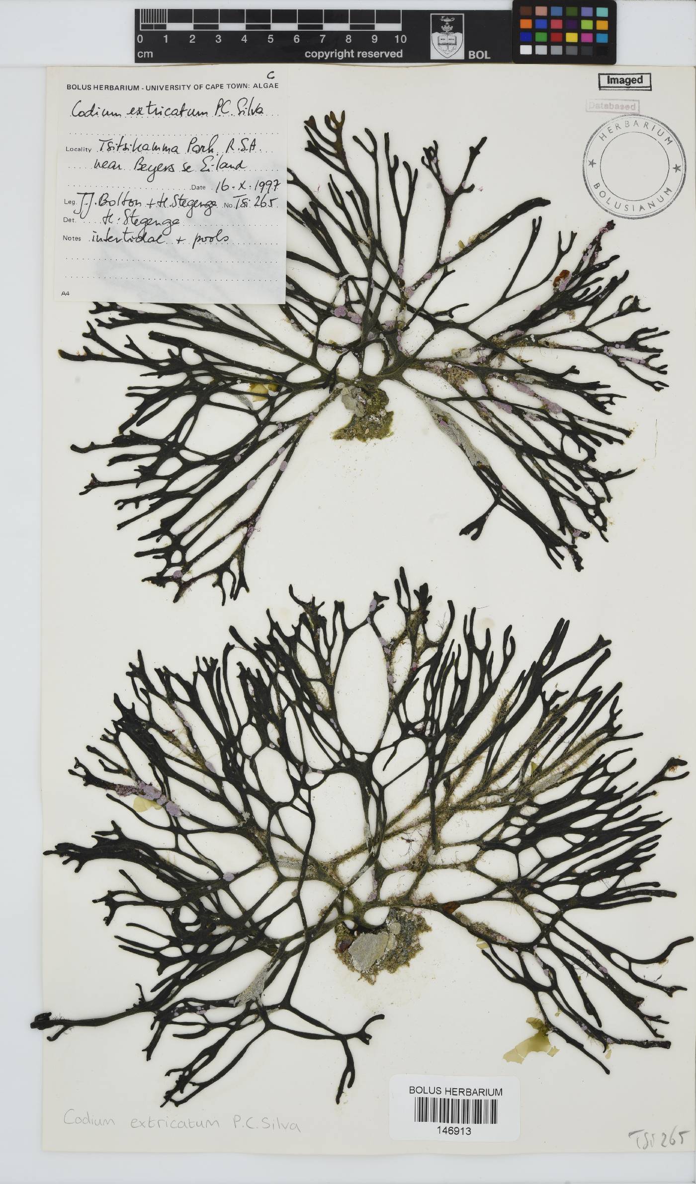 Codium extricatum image