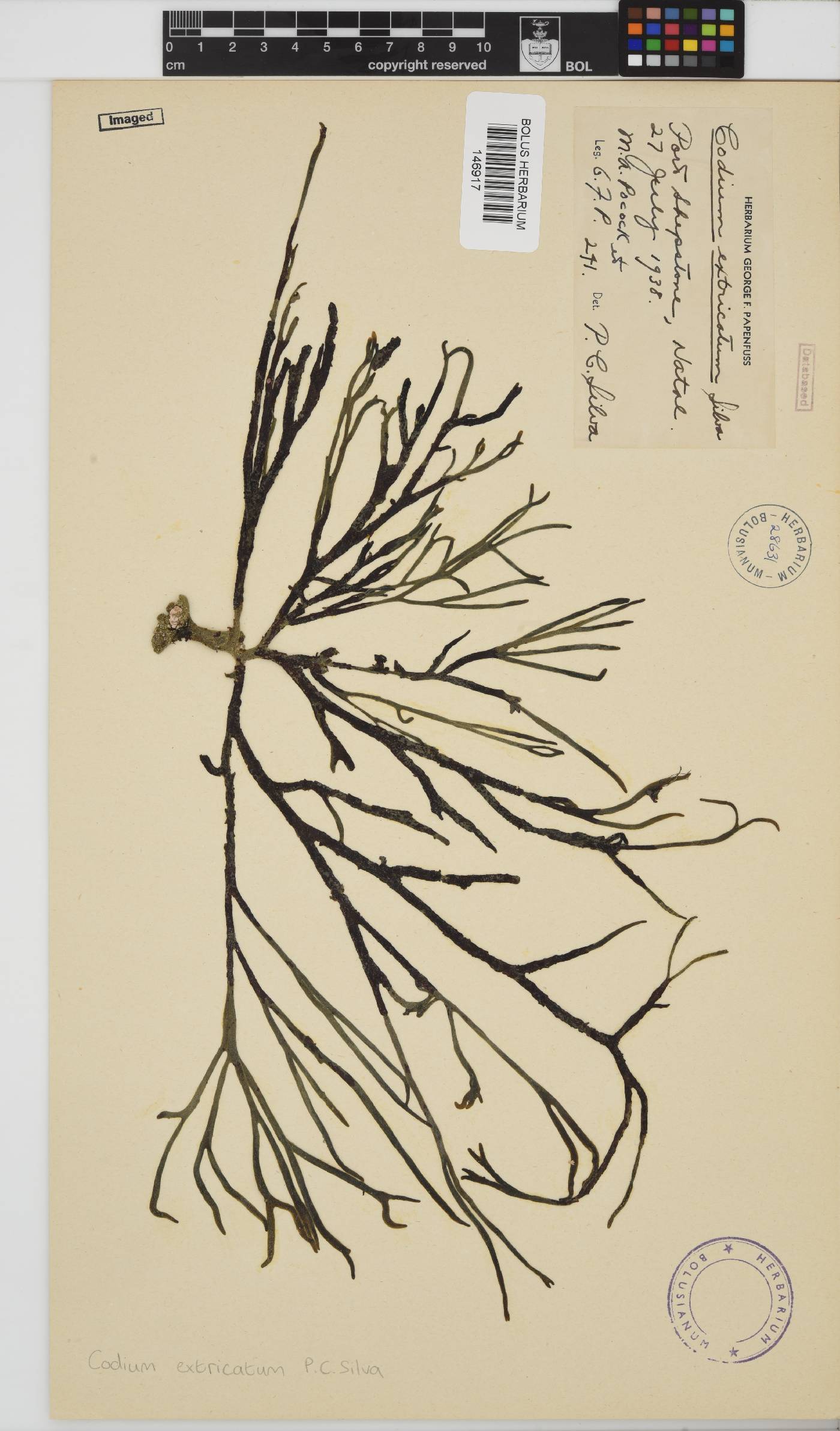 Codium extricatum image