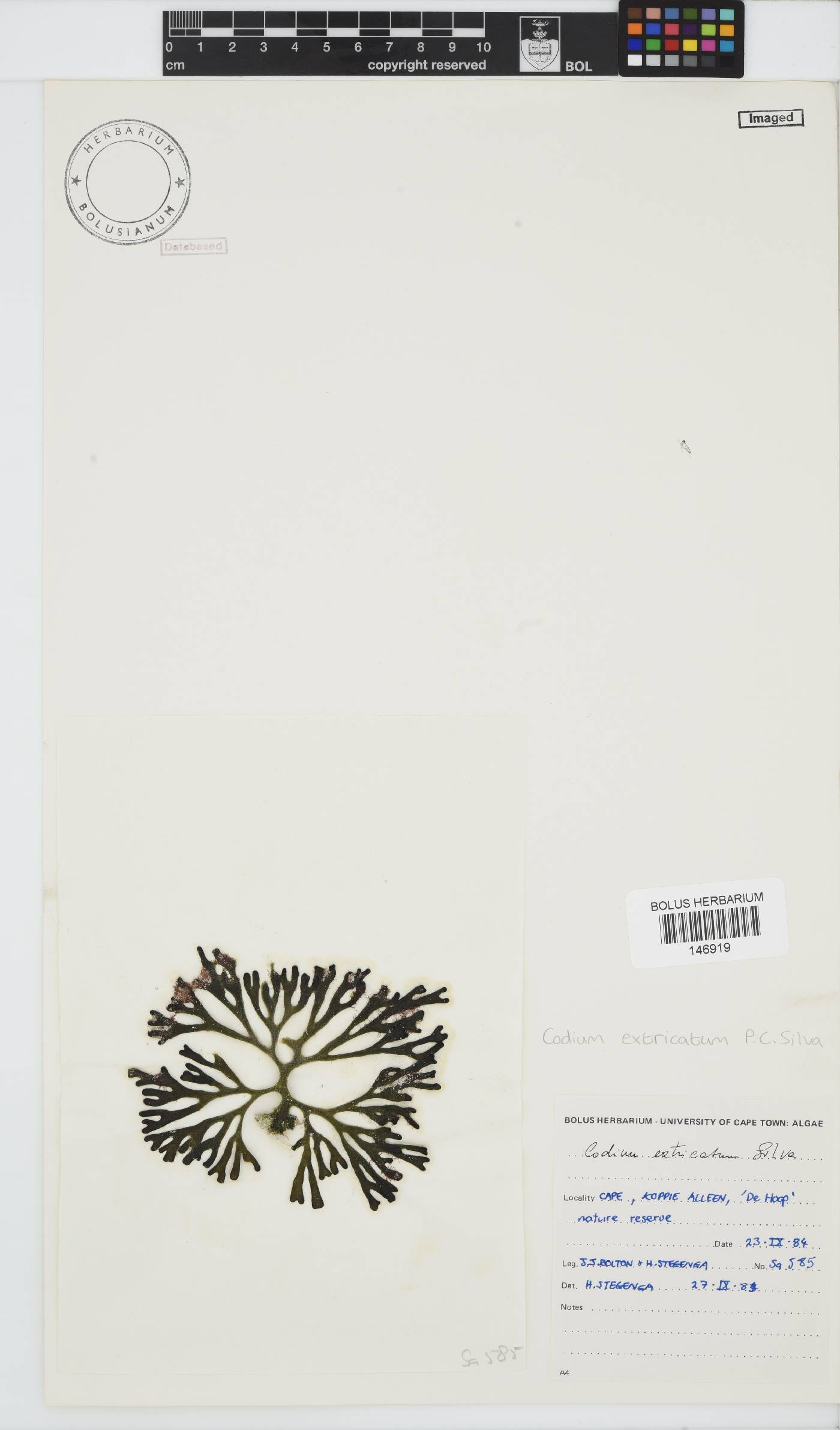 Codium extricatum image