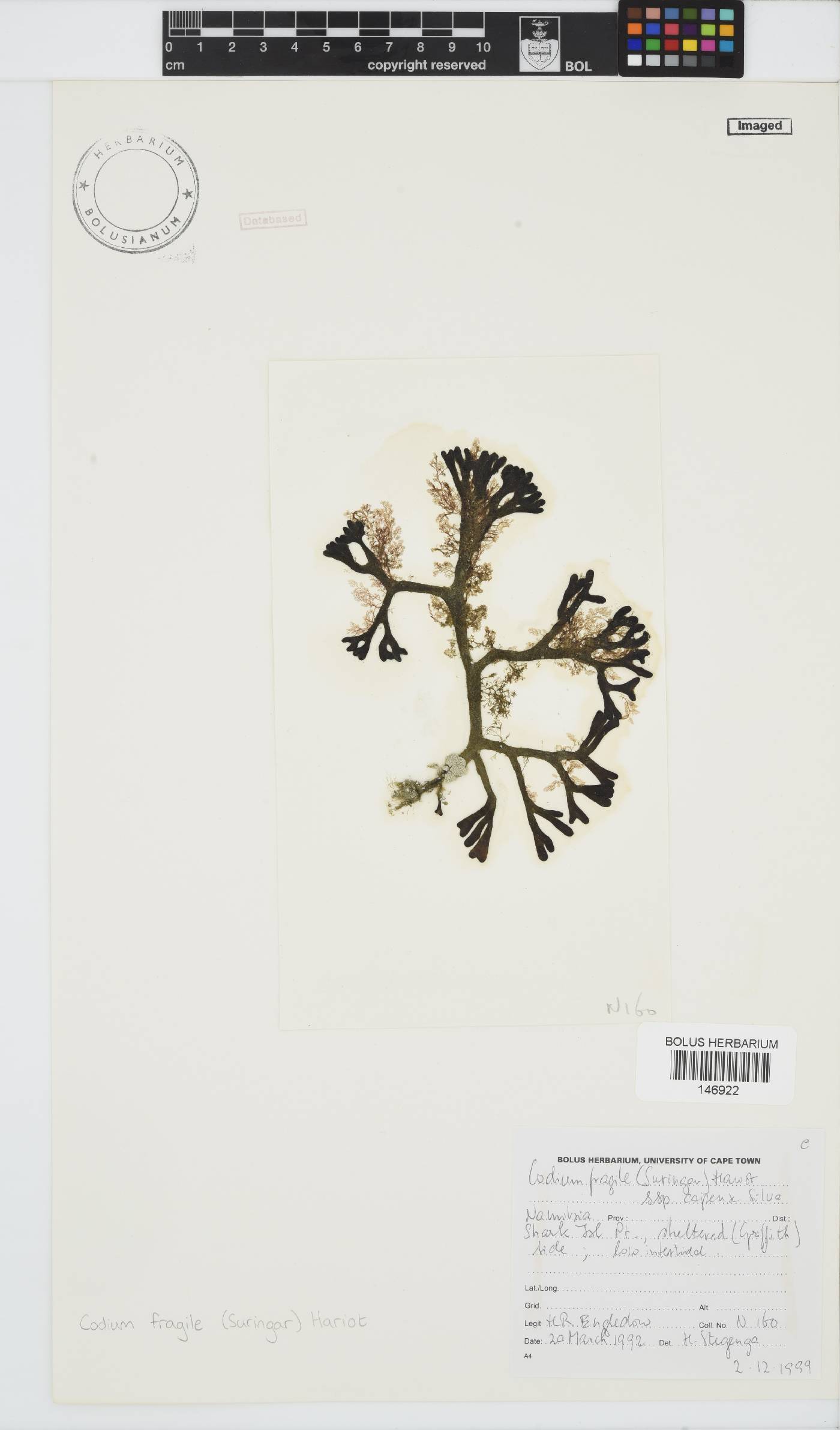 Codium fragile image