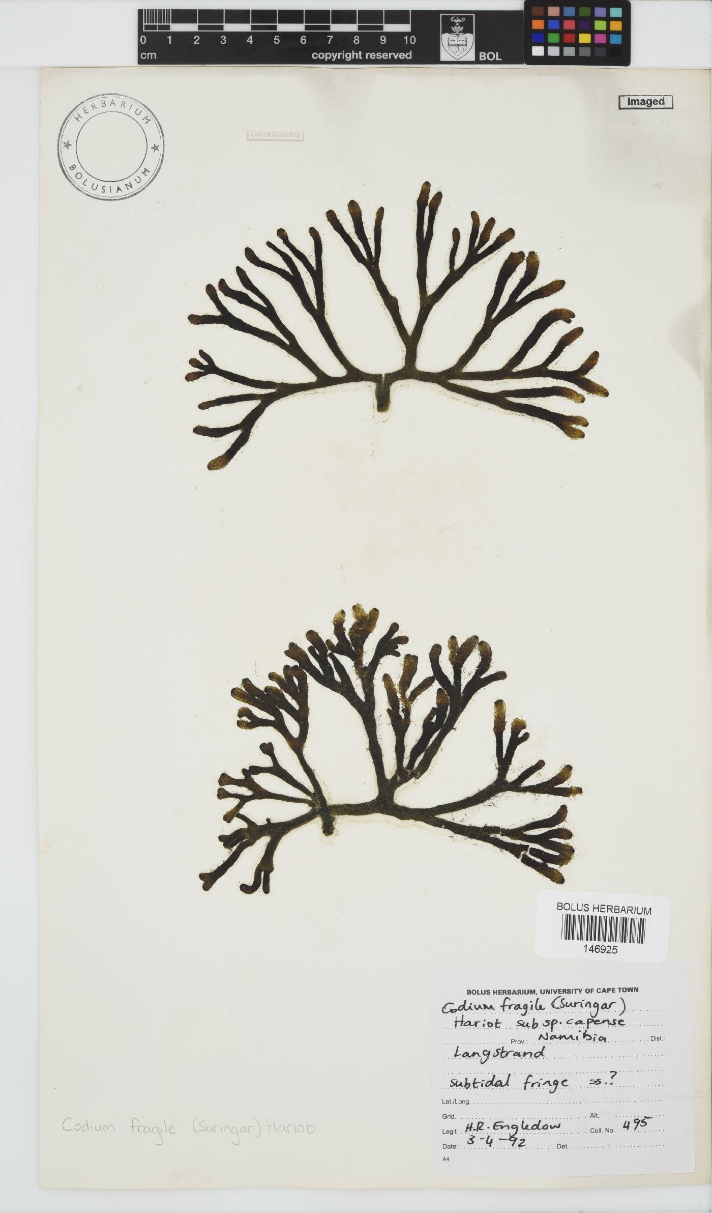 Codiaceae image