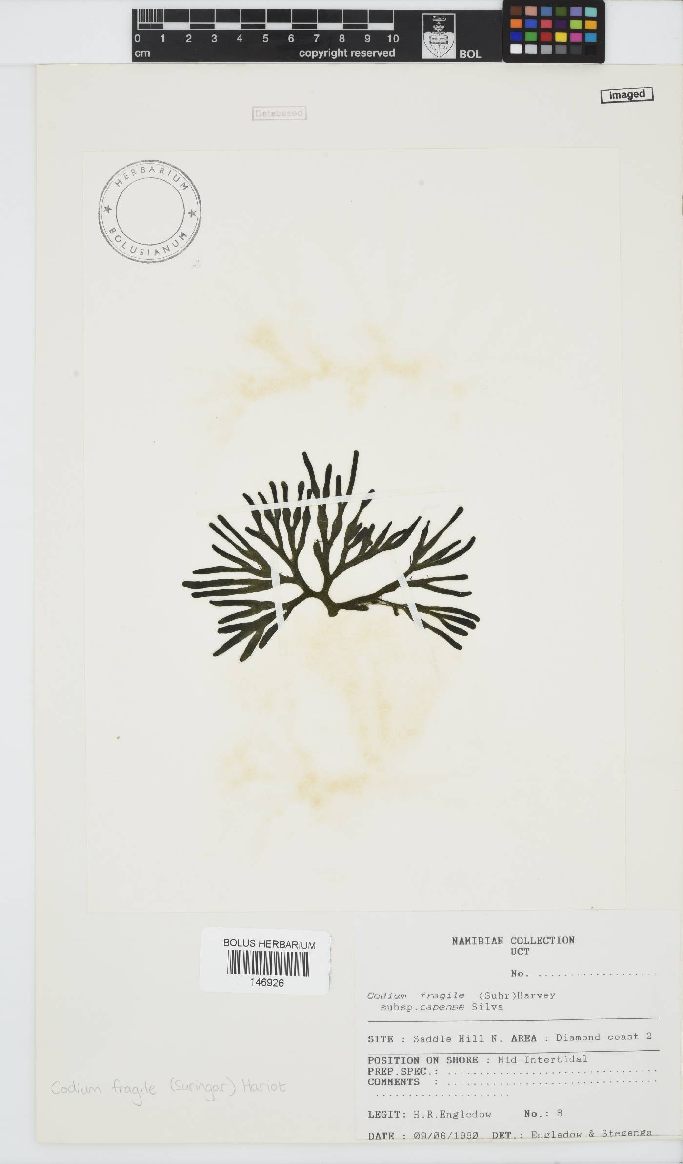 Codium fragile image