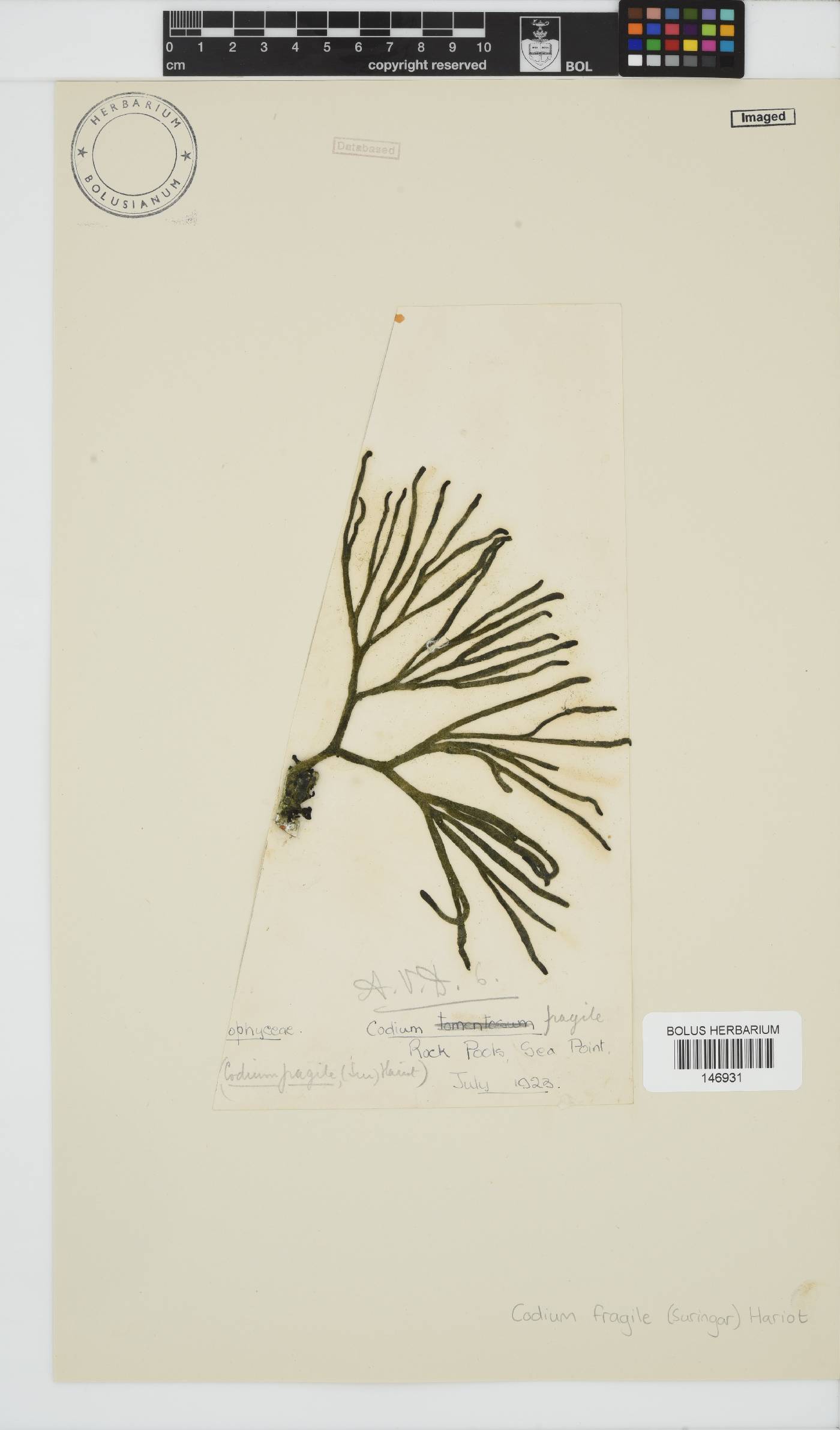 Codium fragile image