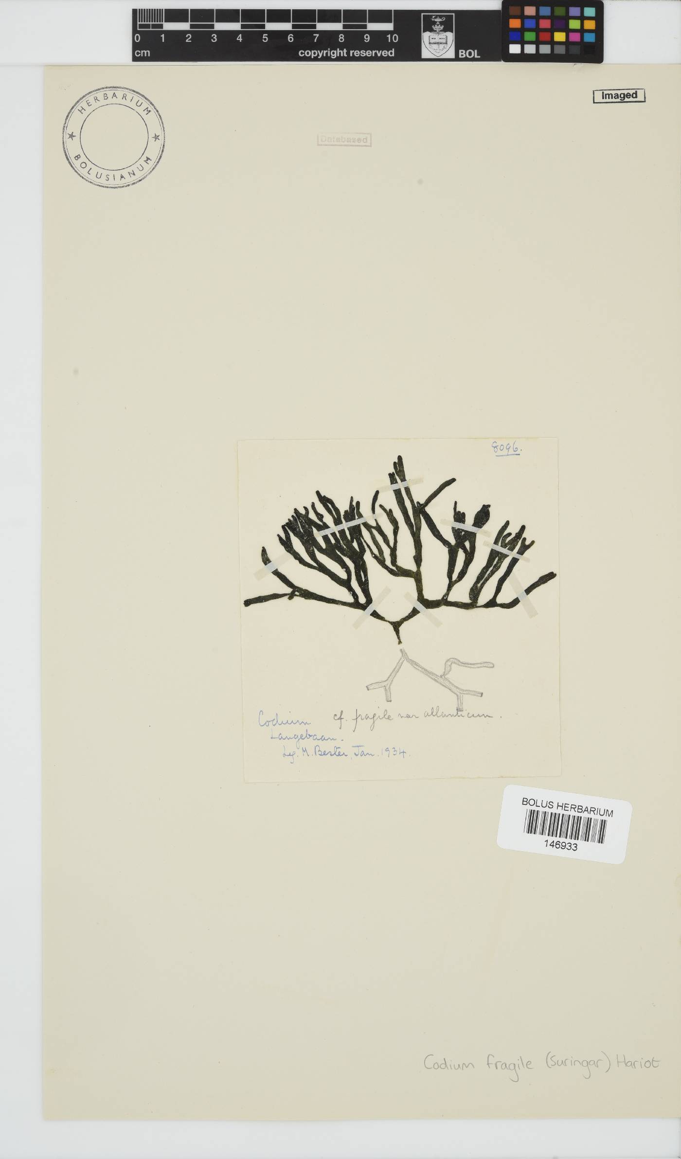 Codium fragile subsp. atlanticum image