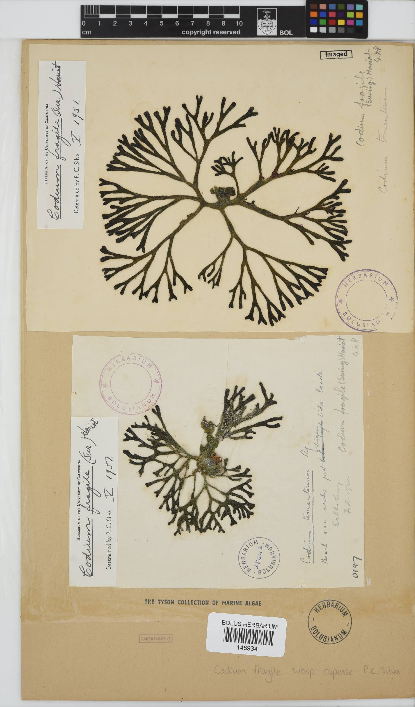 Codiaceae image