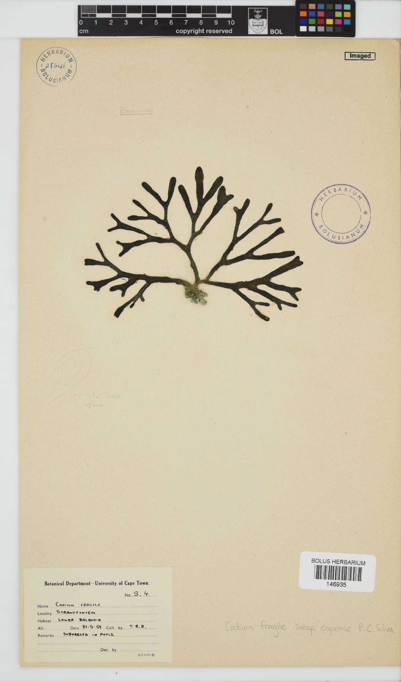 Codium fragile image