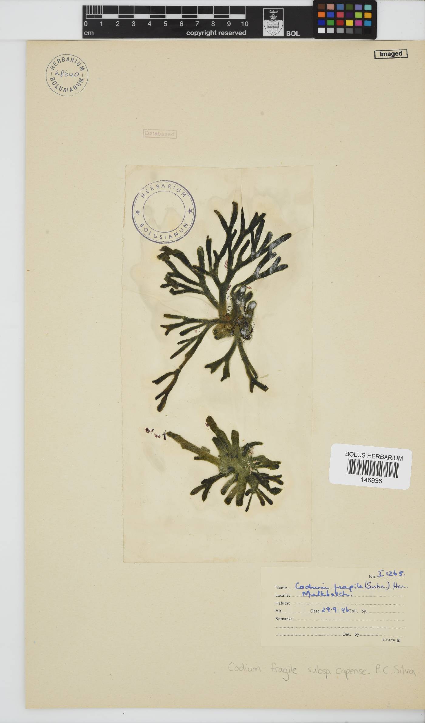 Codium fragile image