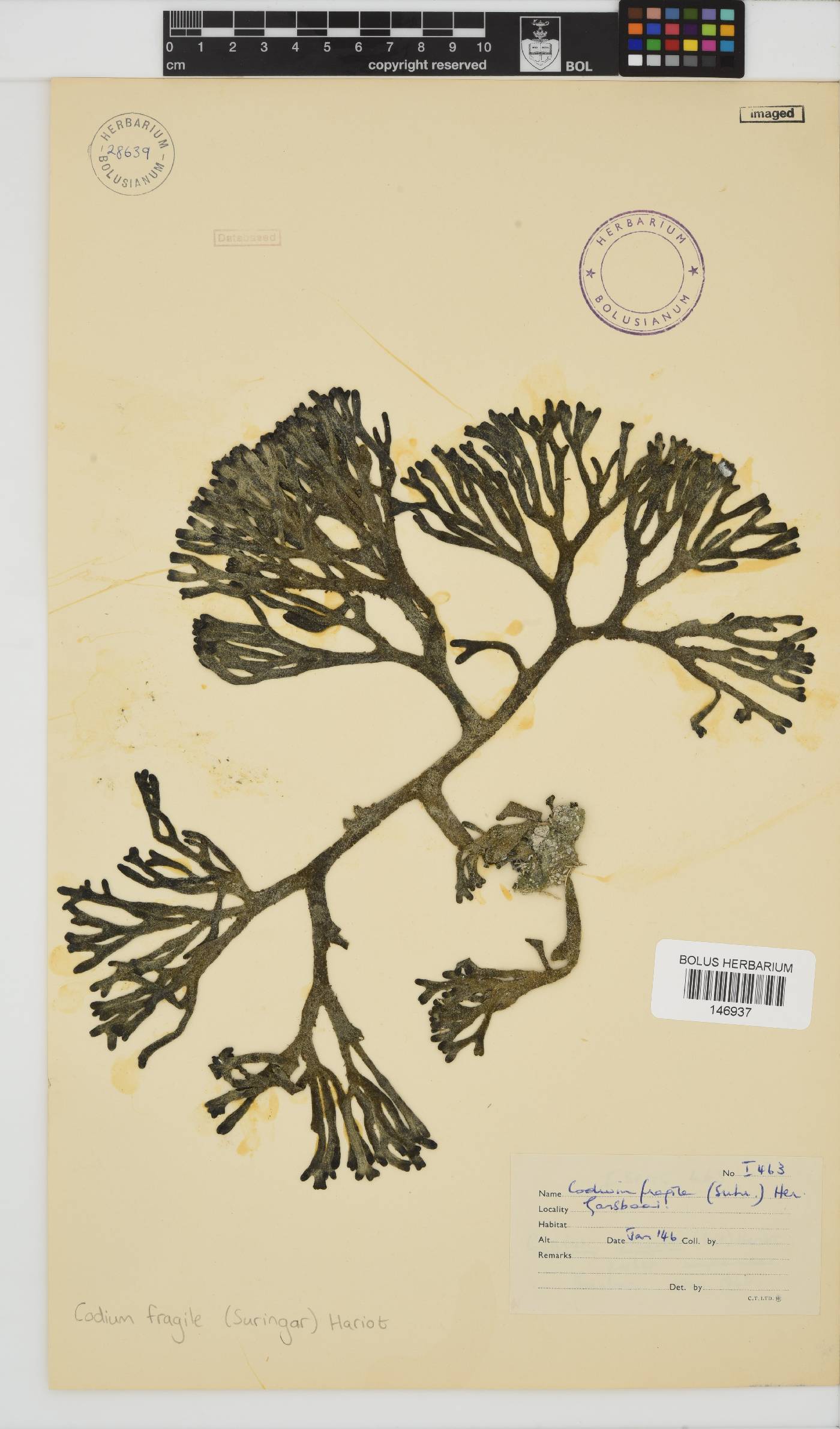 Codium fragile image