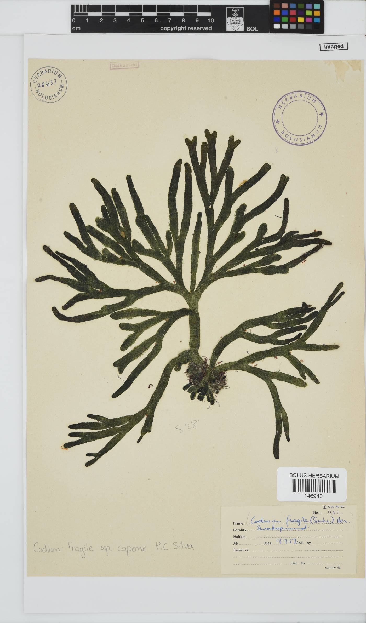Codium fragile image