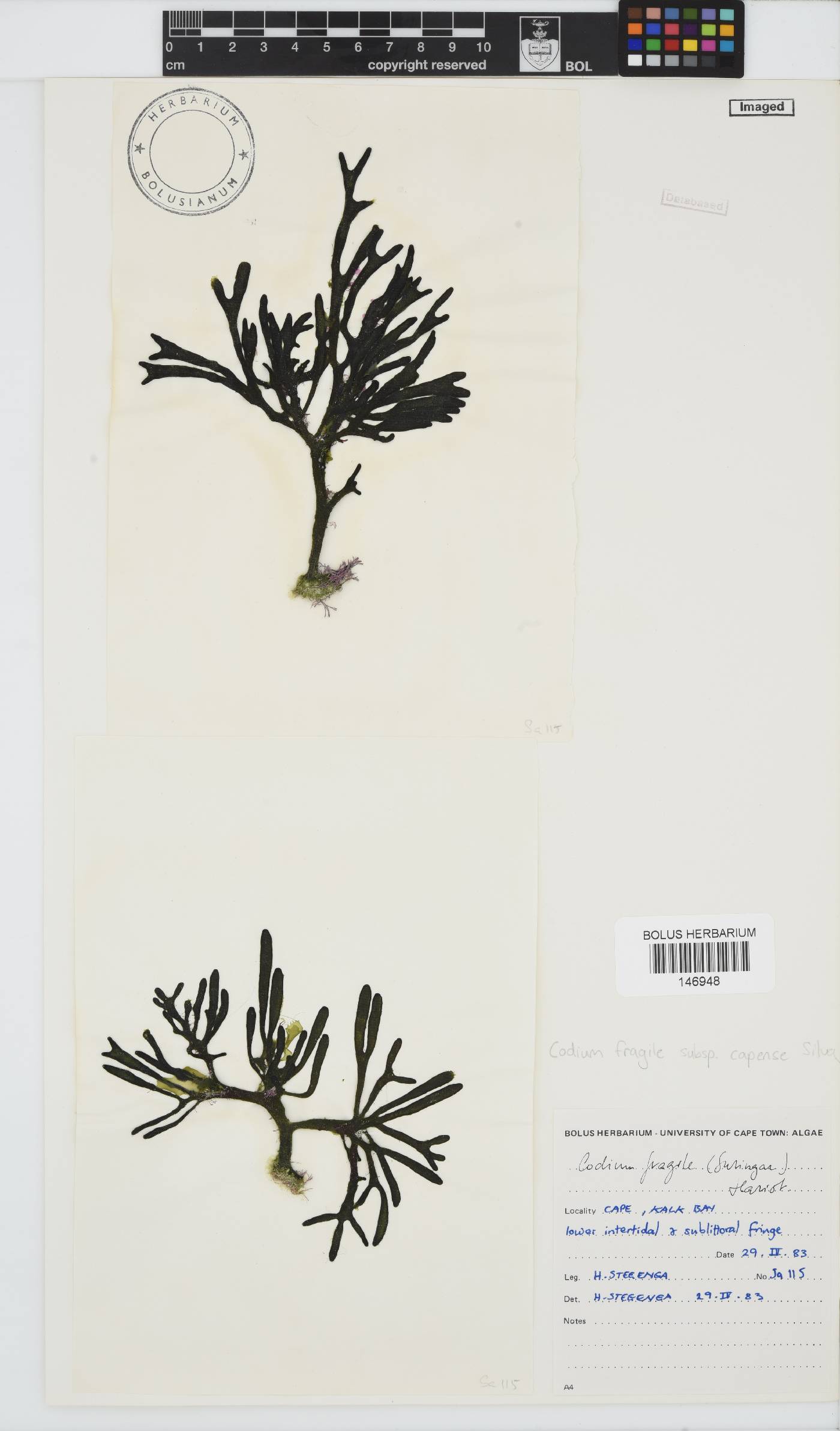 Codium fragile subsp. capense image