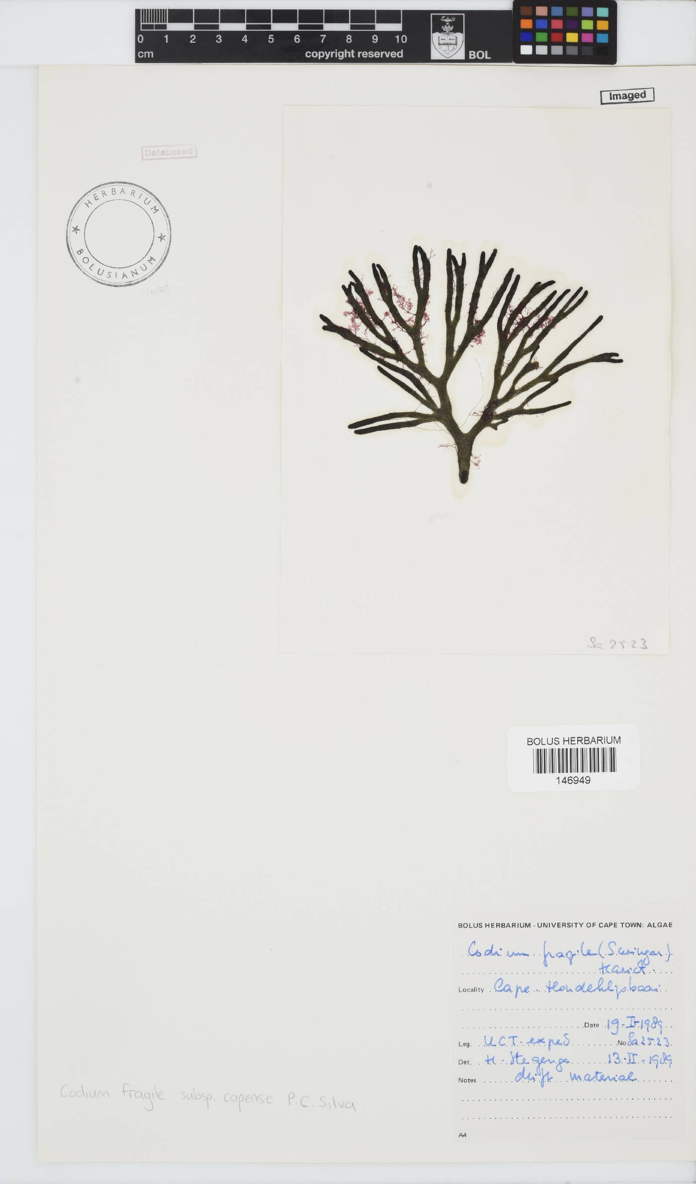 Codium fragile subsp. capense image