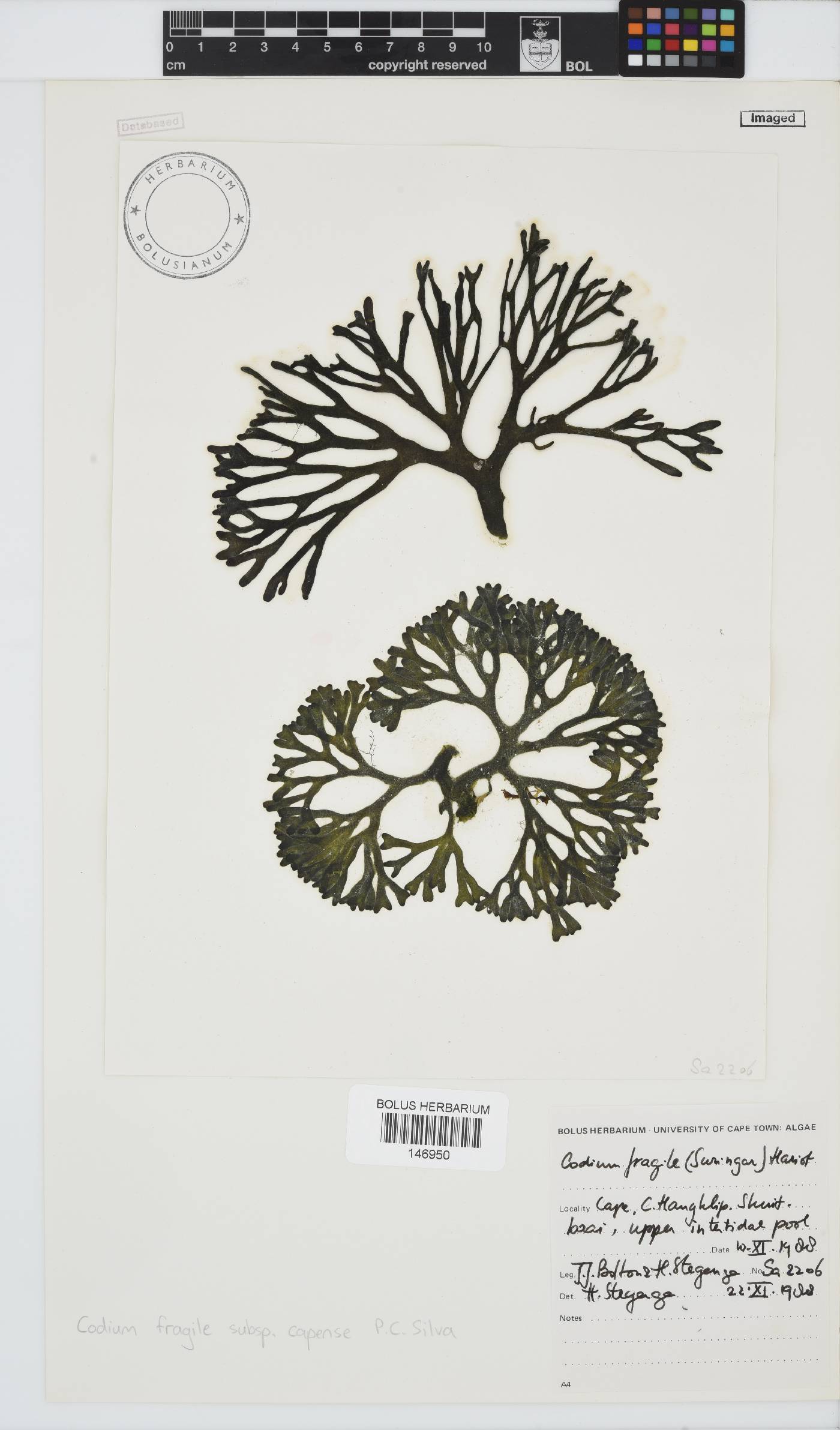 Codium fragile image