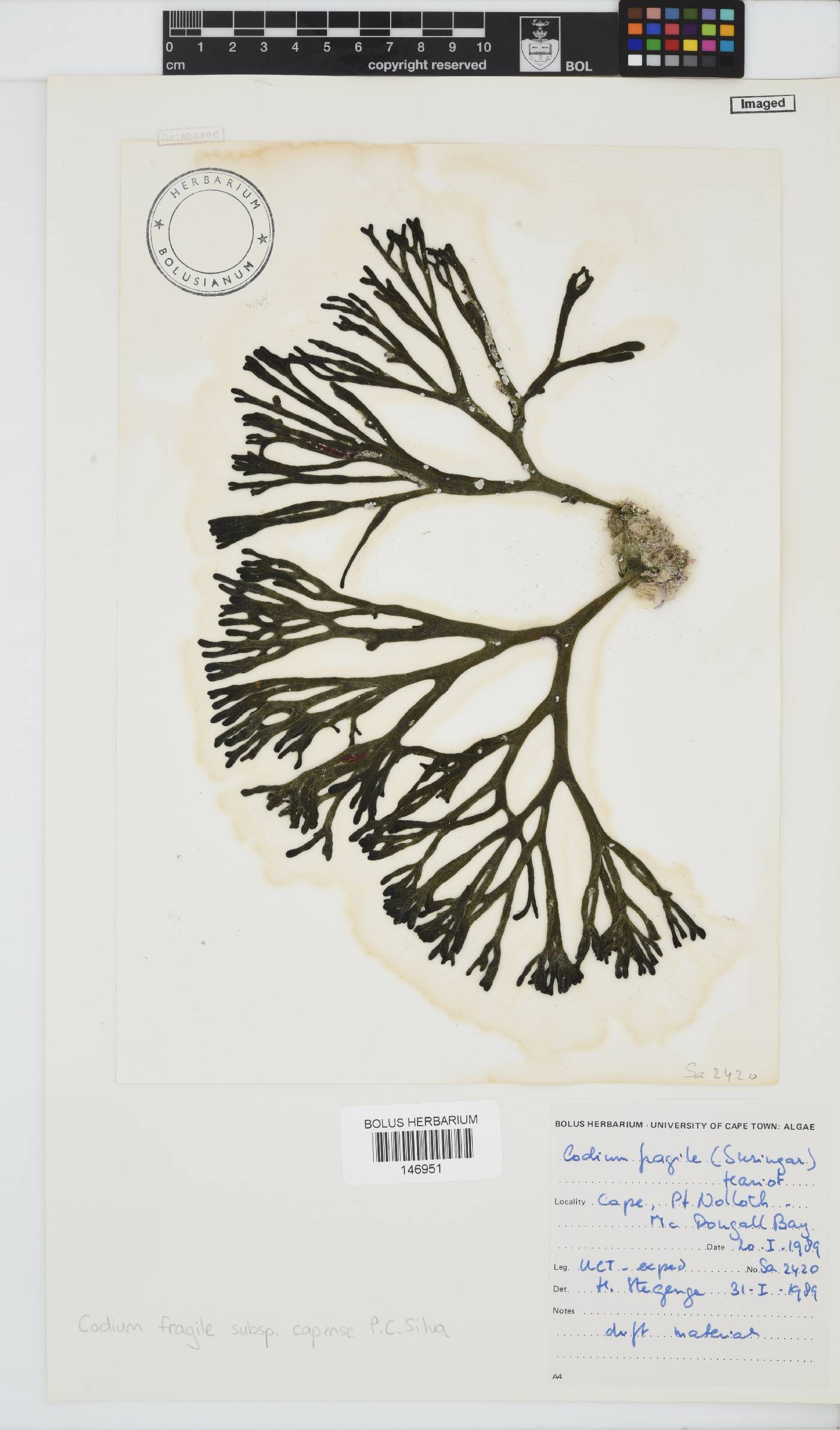 Codium fragile subsp. capense image