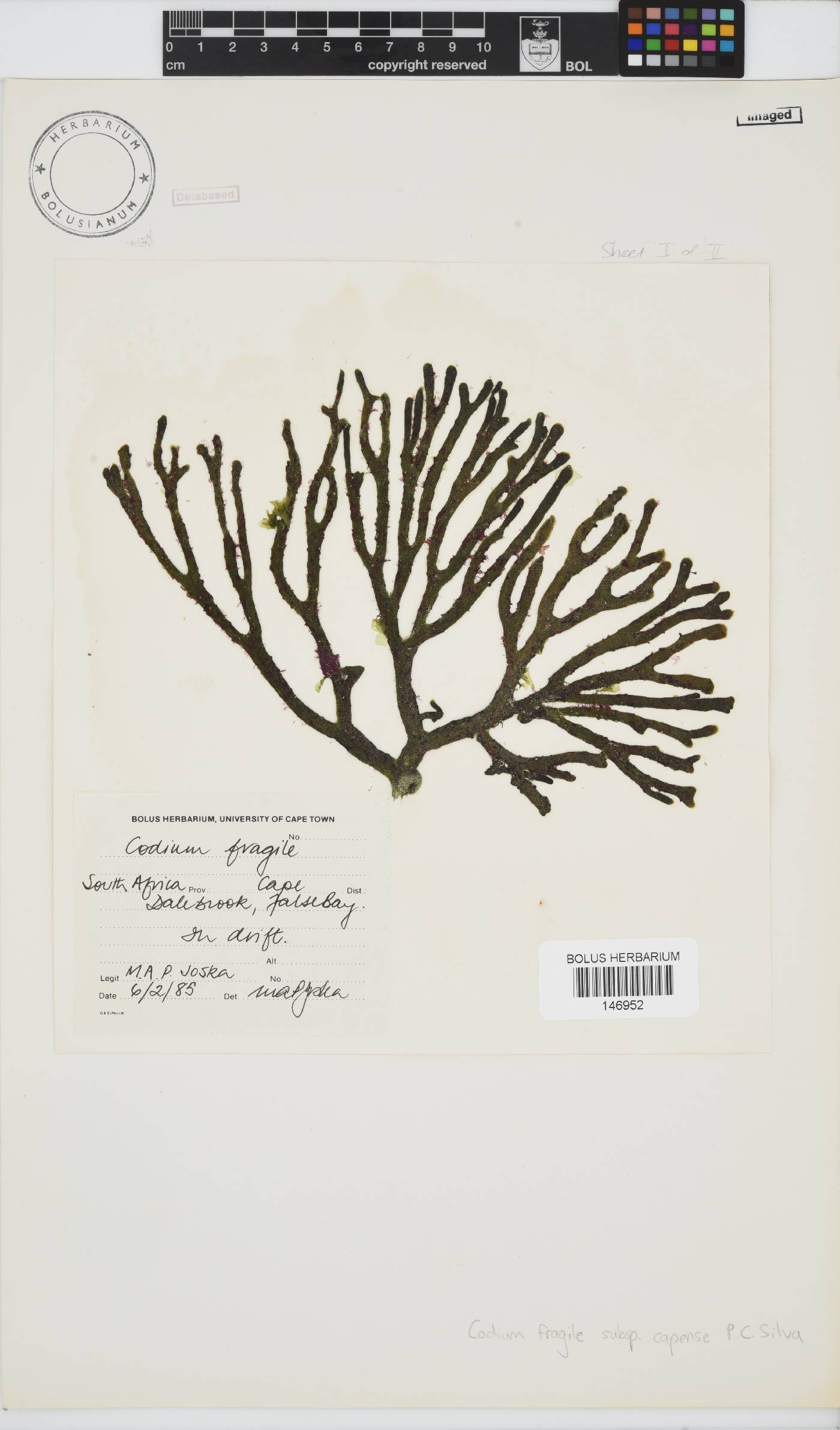 Codium fragile subsp. capense image