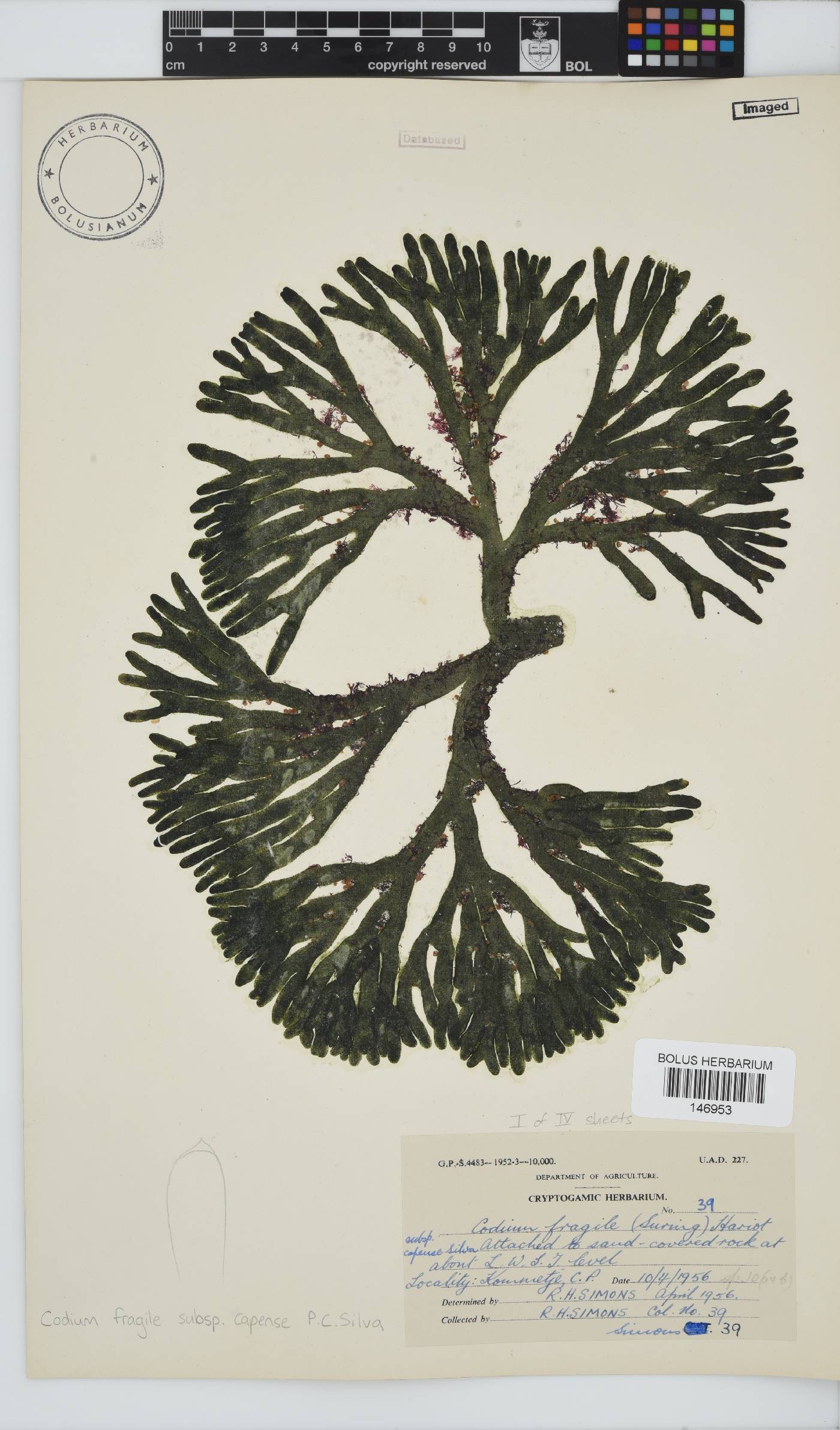Codium fragile subsp. capense image
