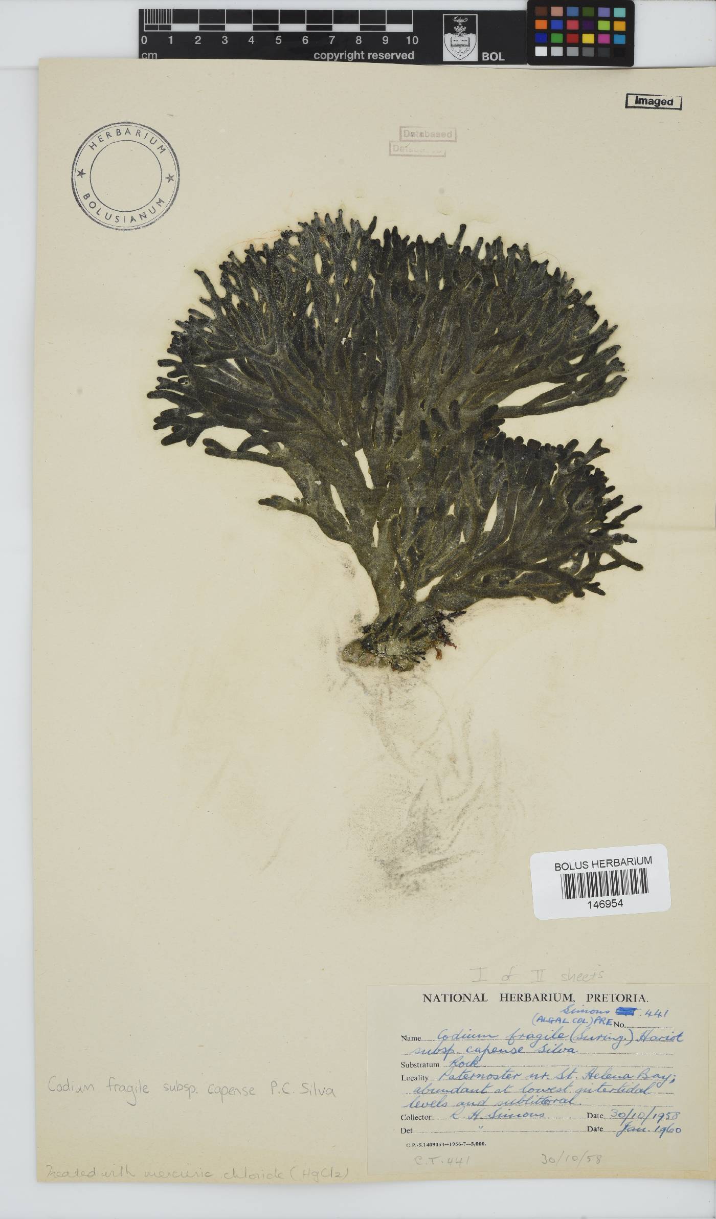 Codium fragile subsp. capense image