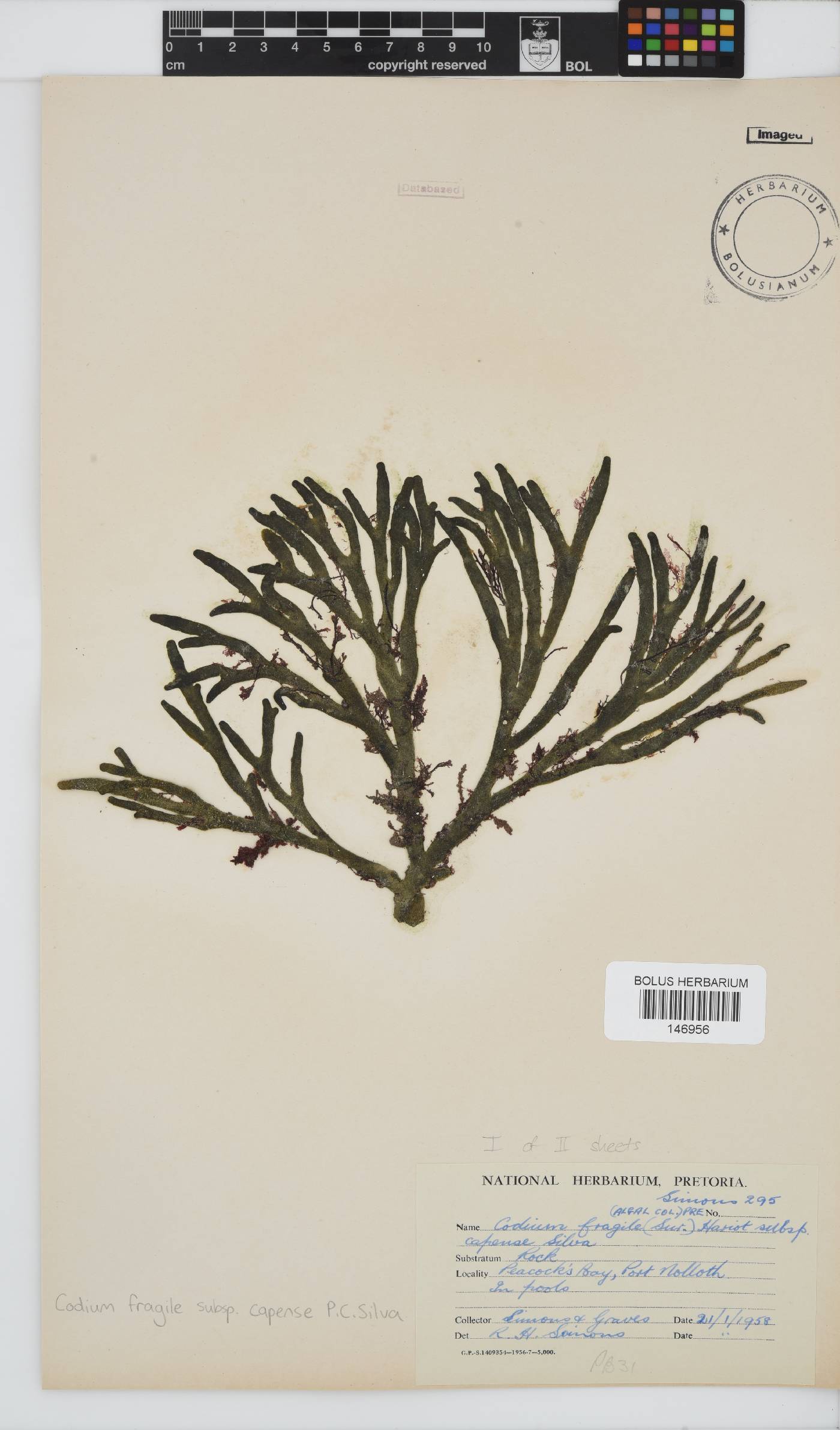 Codium fragile subsp. capense image