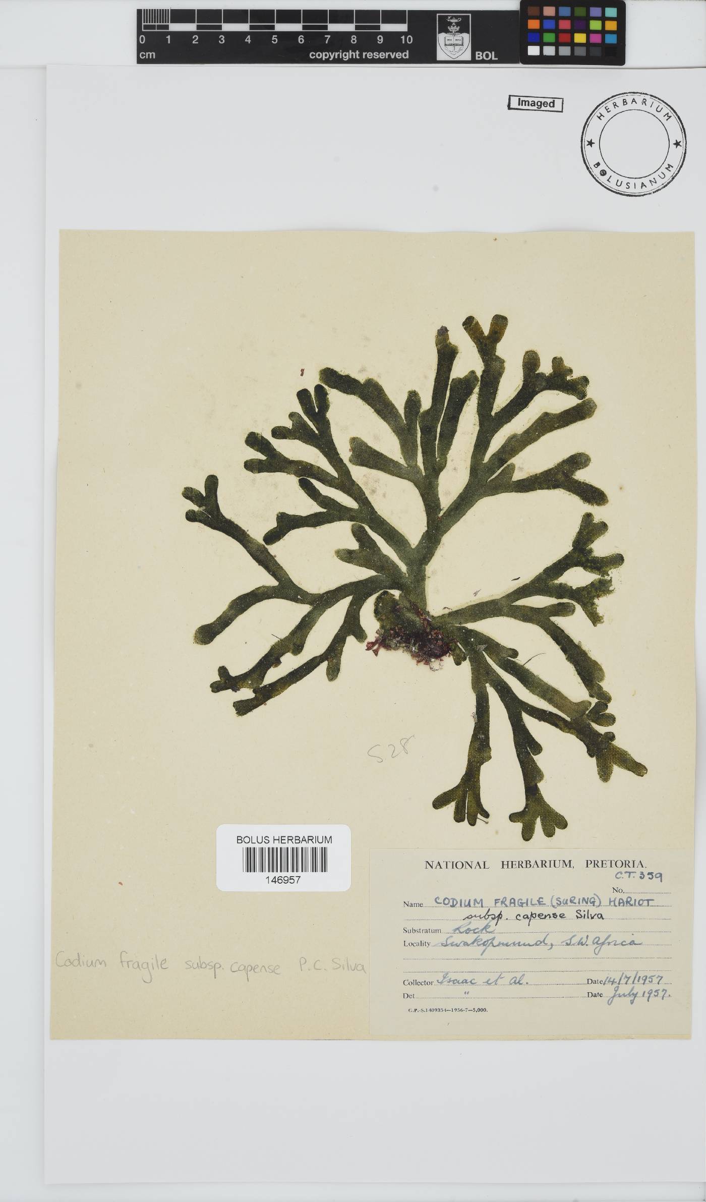 Codium fragile subsp. capense image