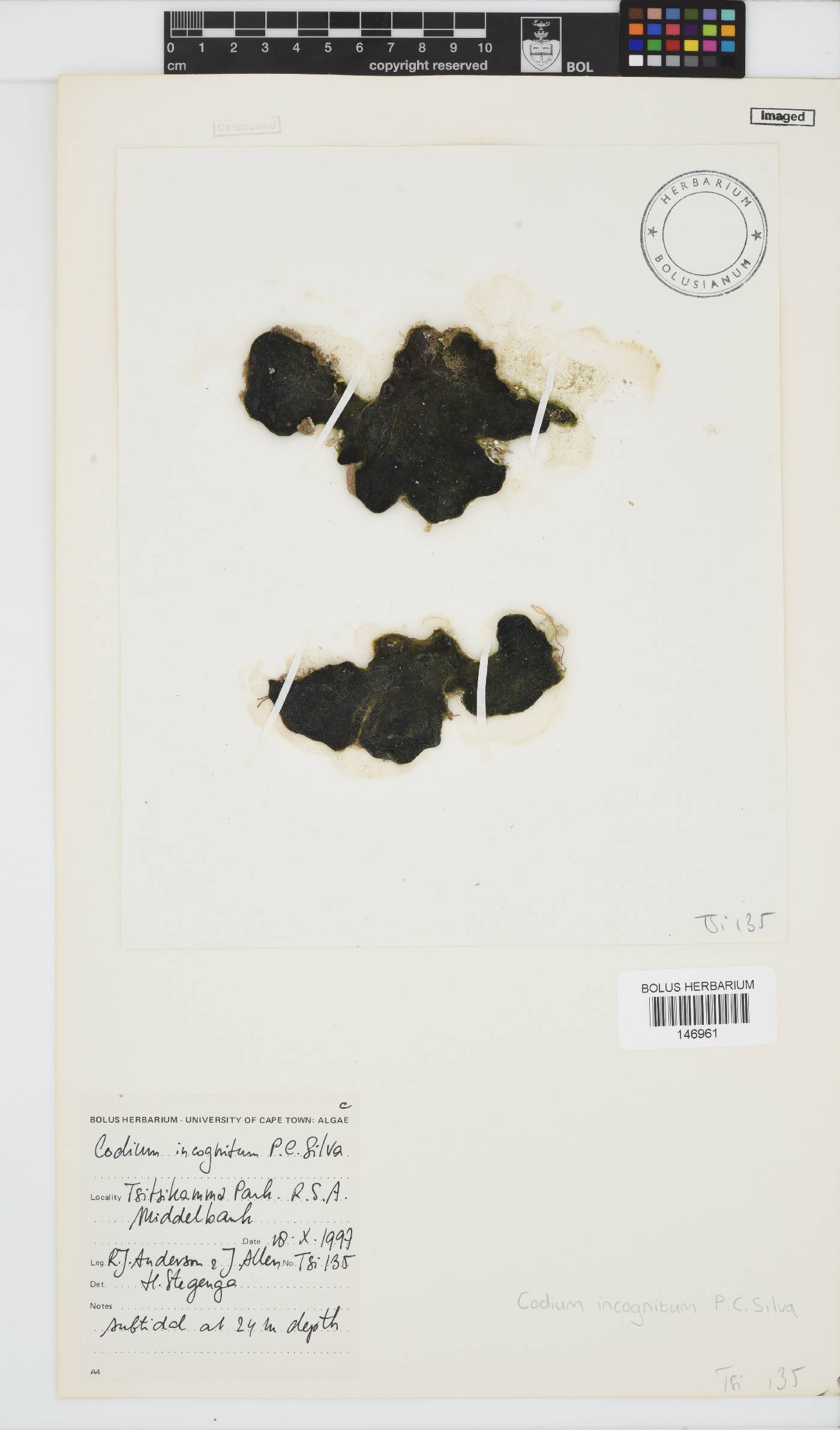 Codium incognitum image