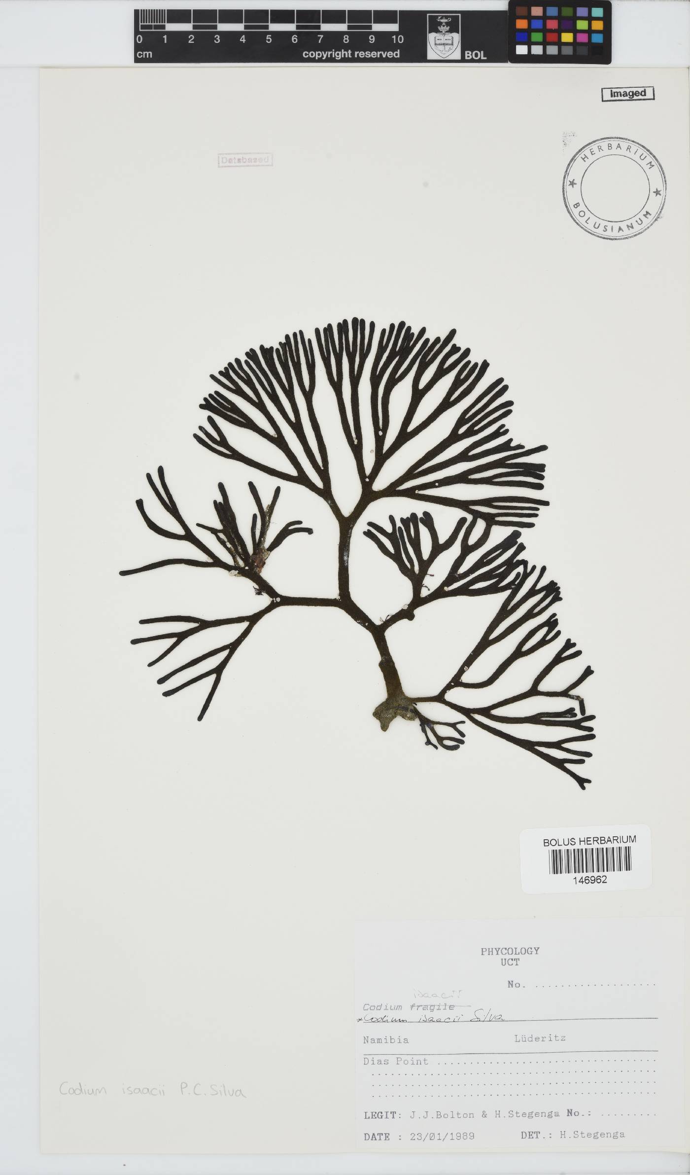 Codium isaacii image