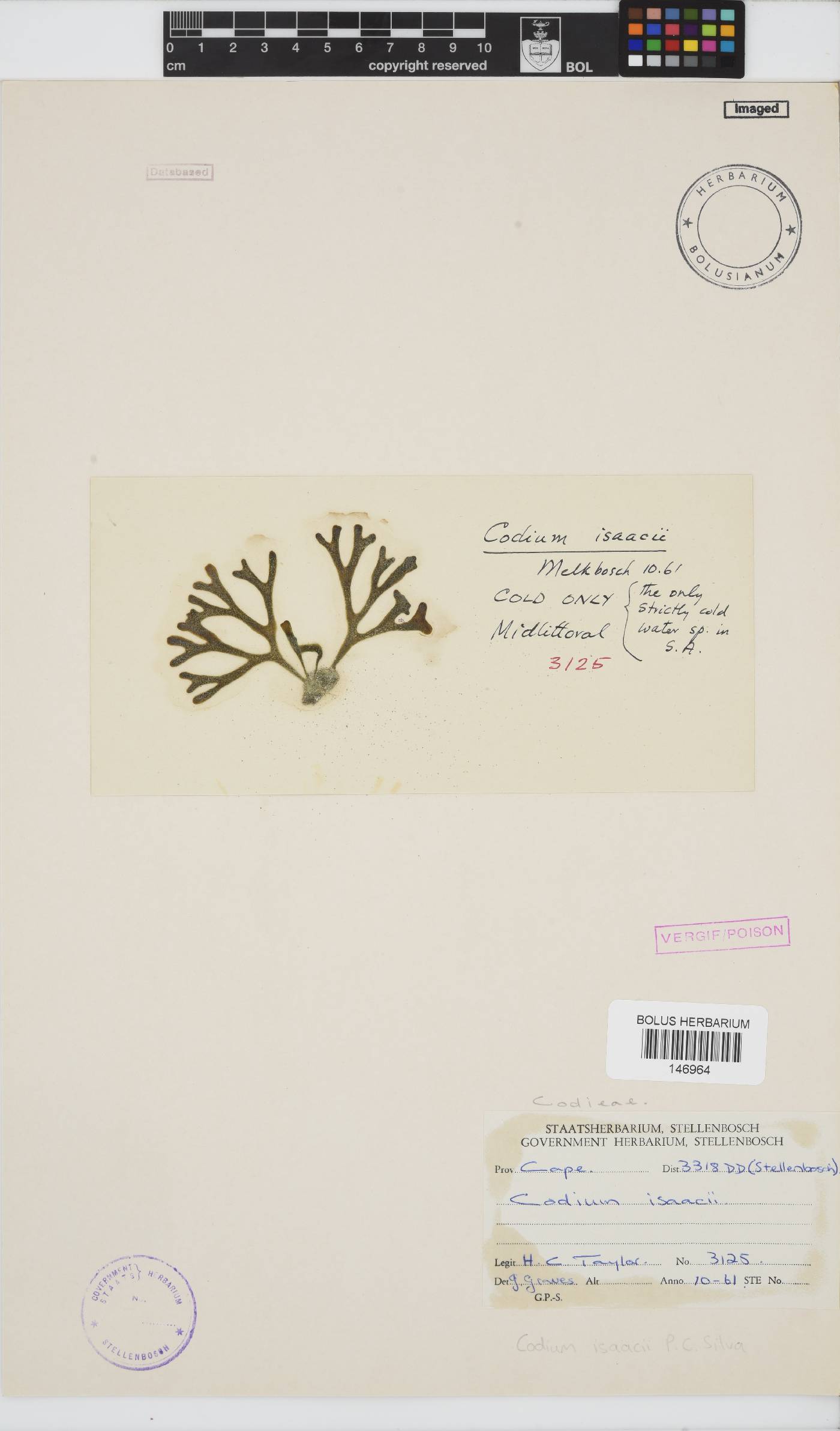 Codium isaacii image