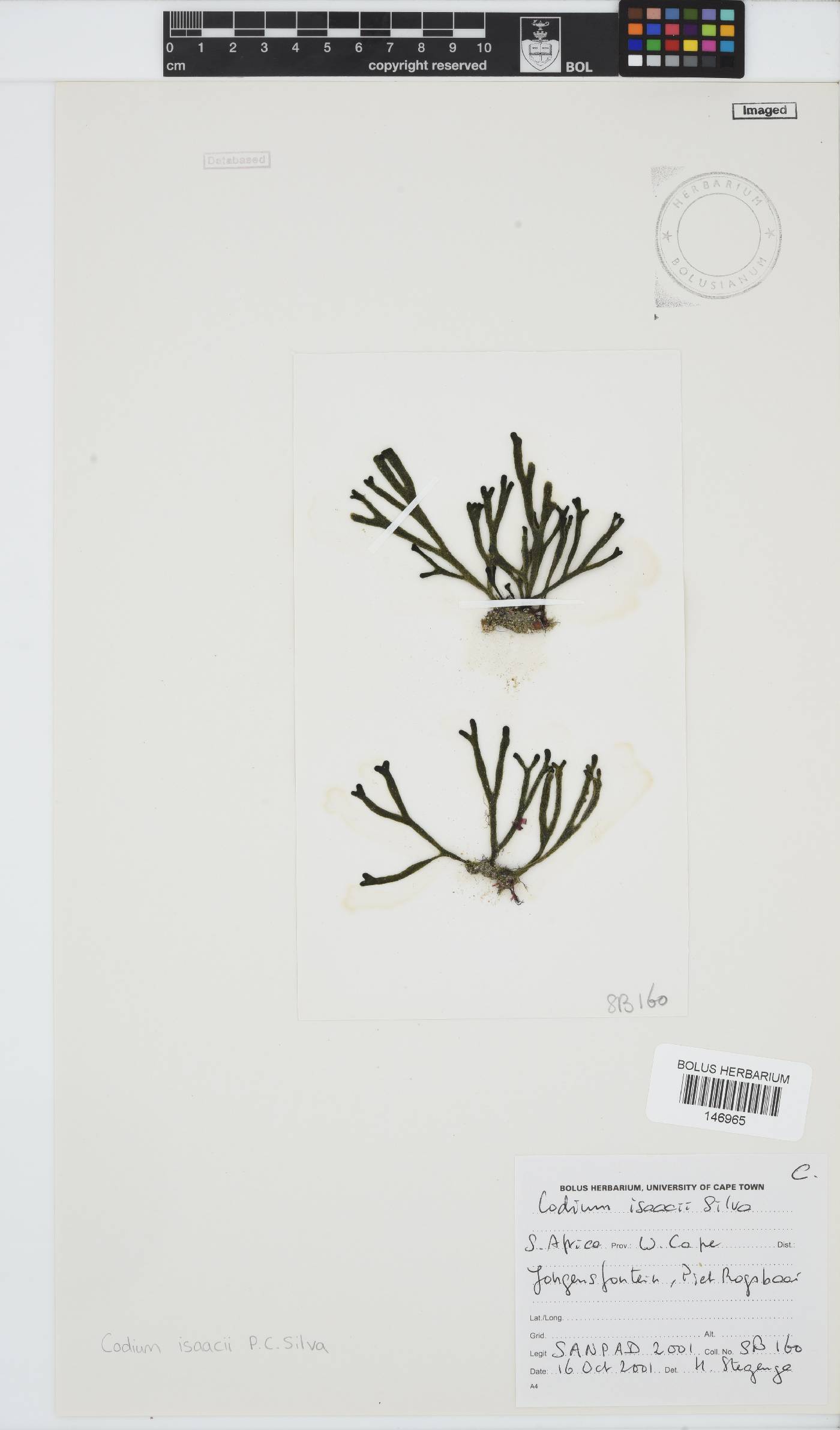 Codium isaacii image