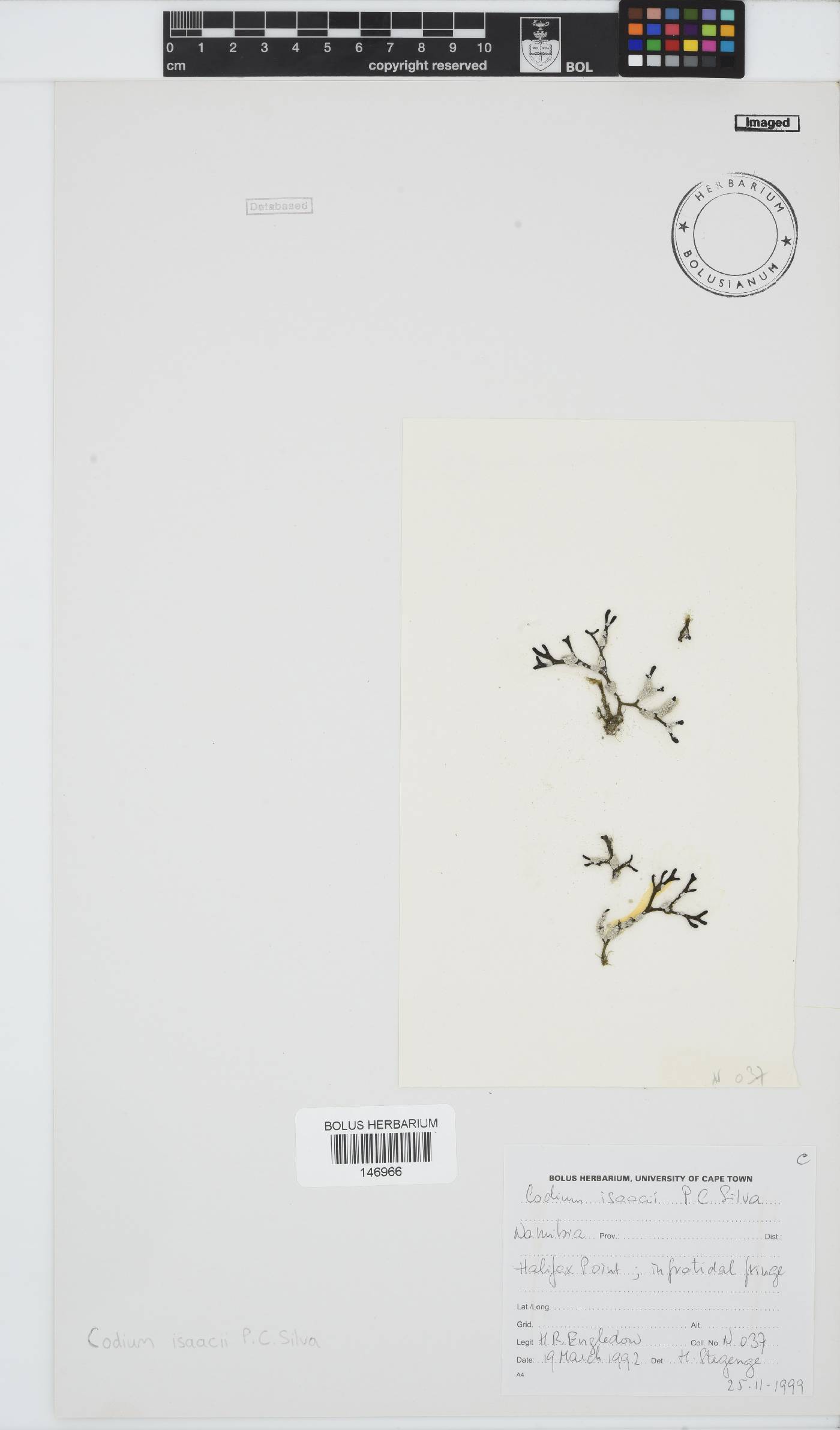 Codium isaacii image