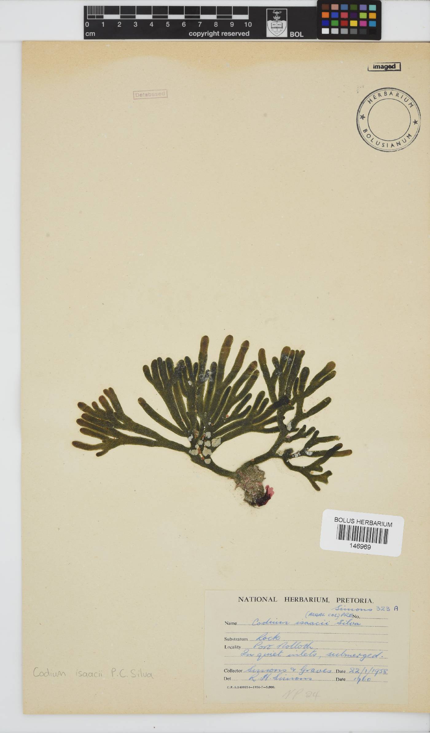Codium isaacii image