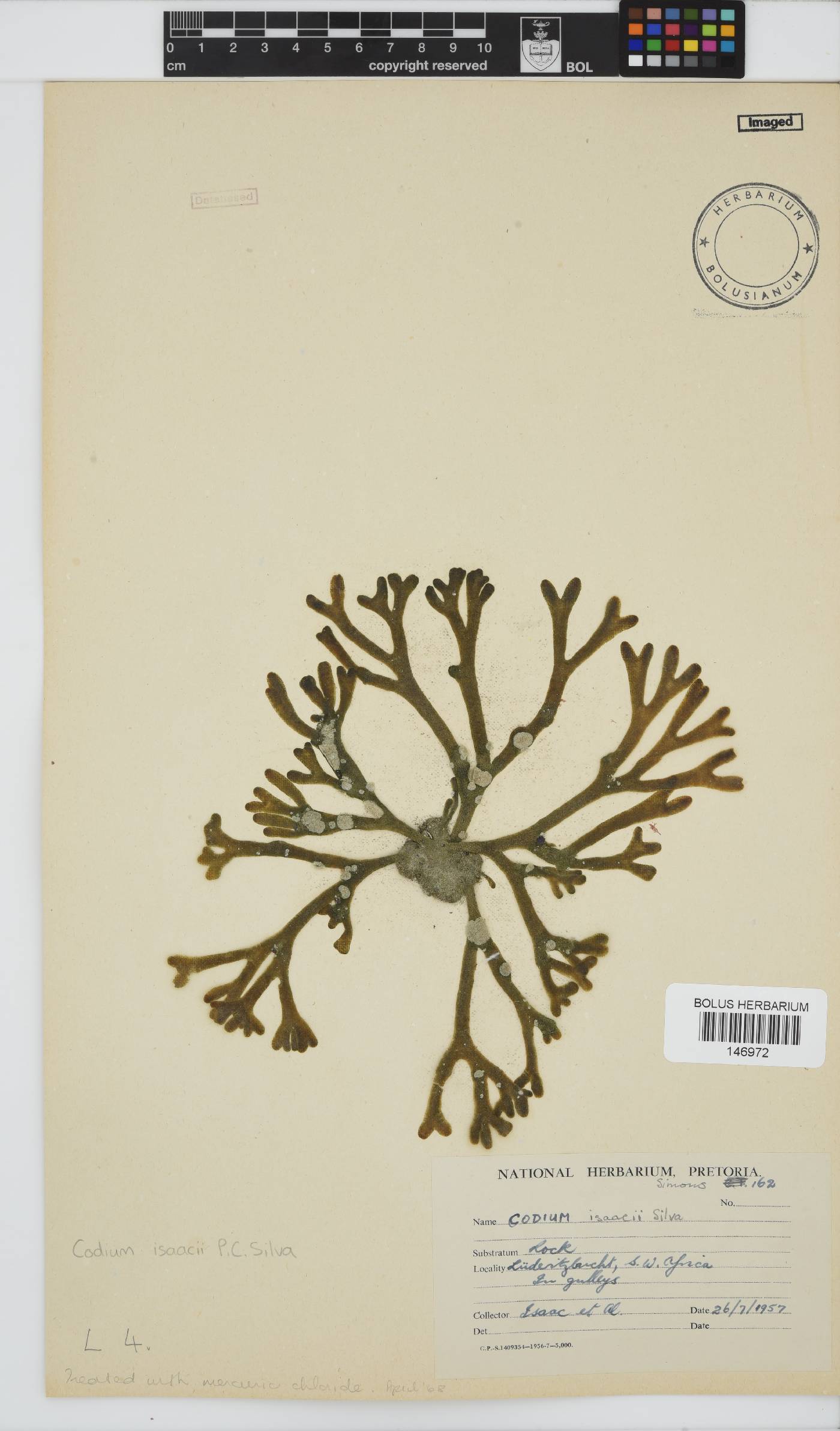 Codium isaacii image