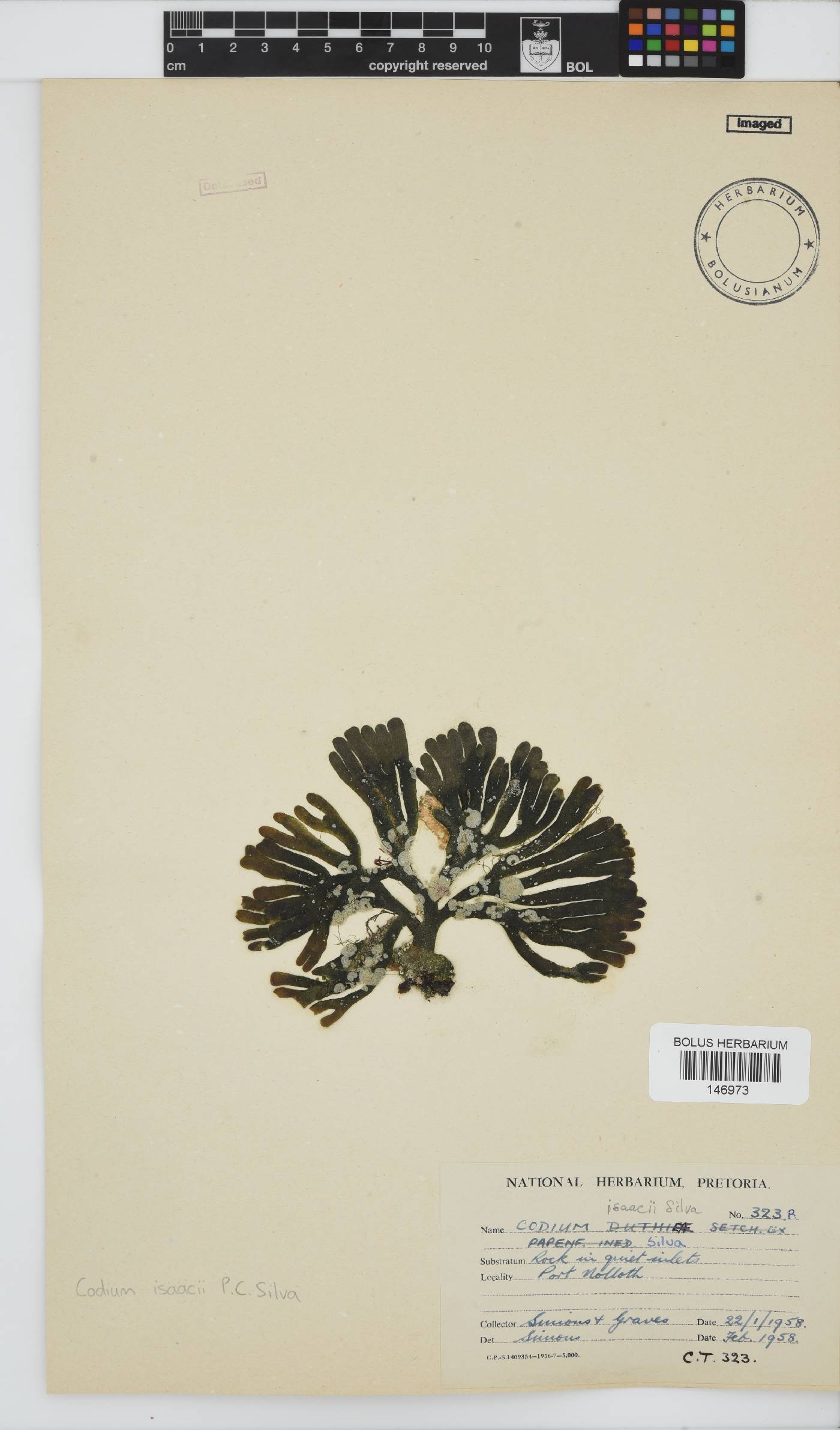 Codium isaacii image