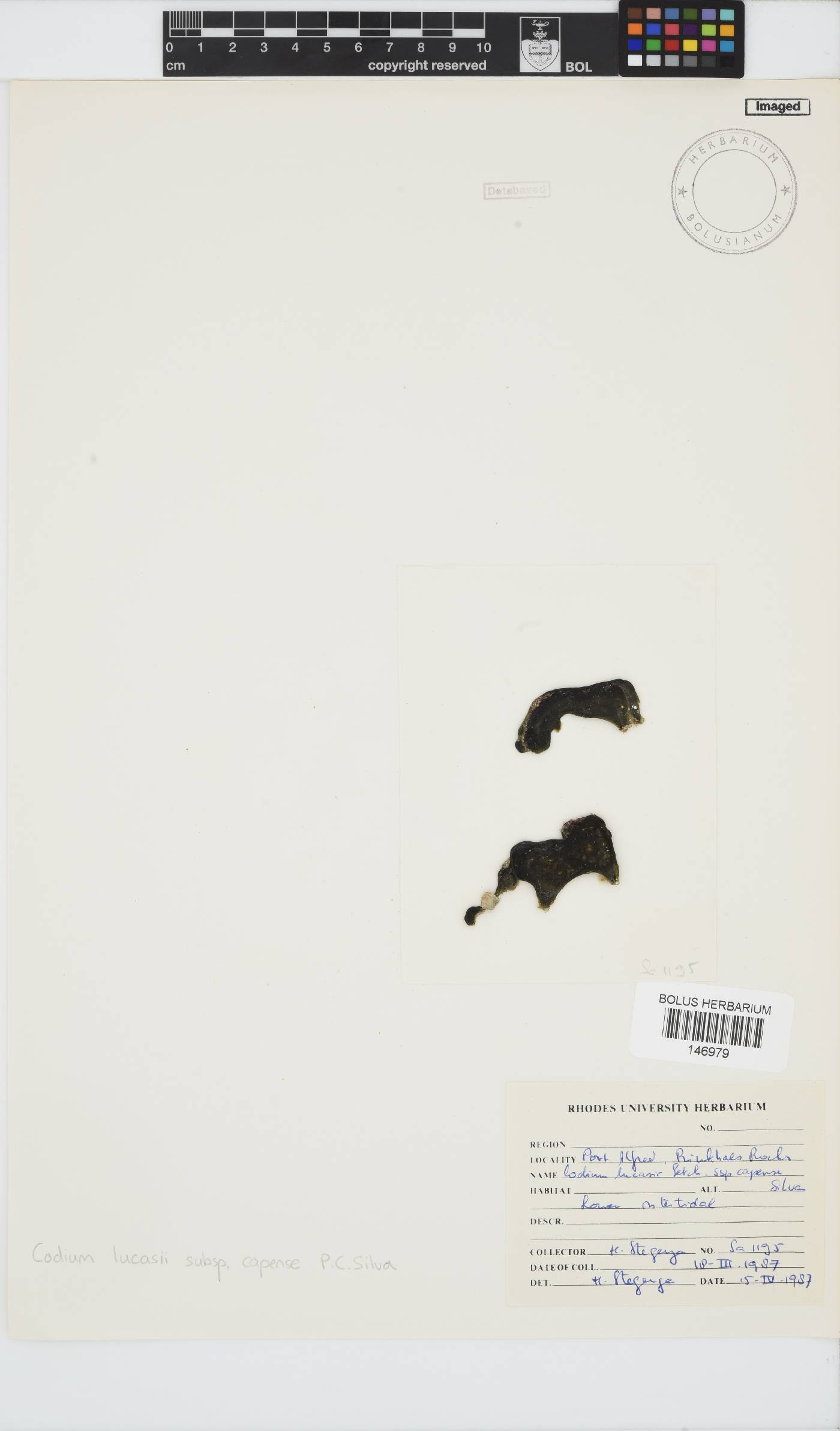 Codiaceae image