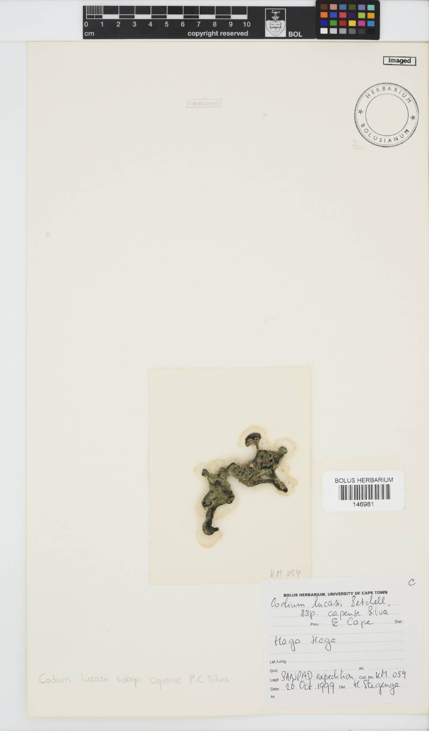 Codium image