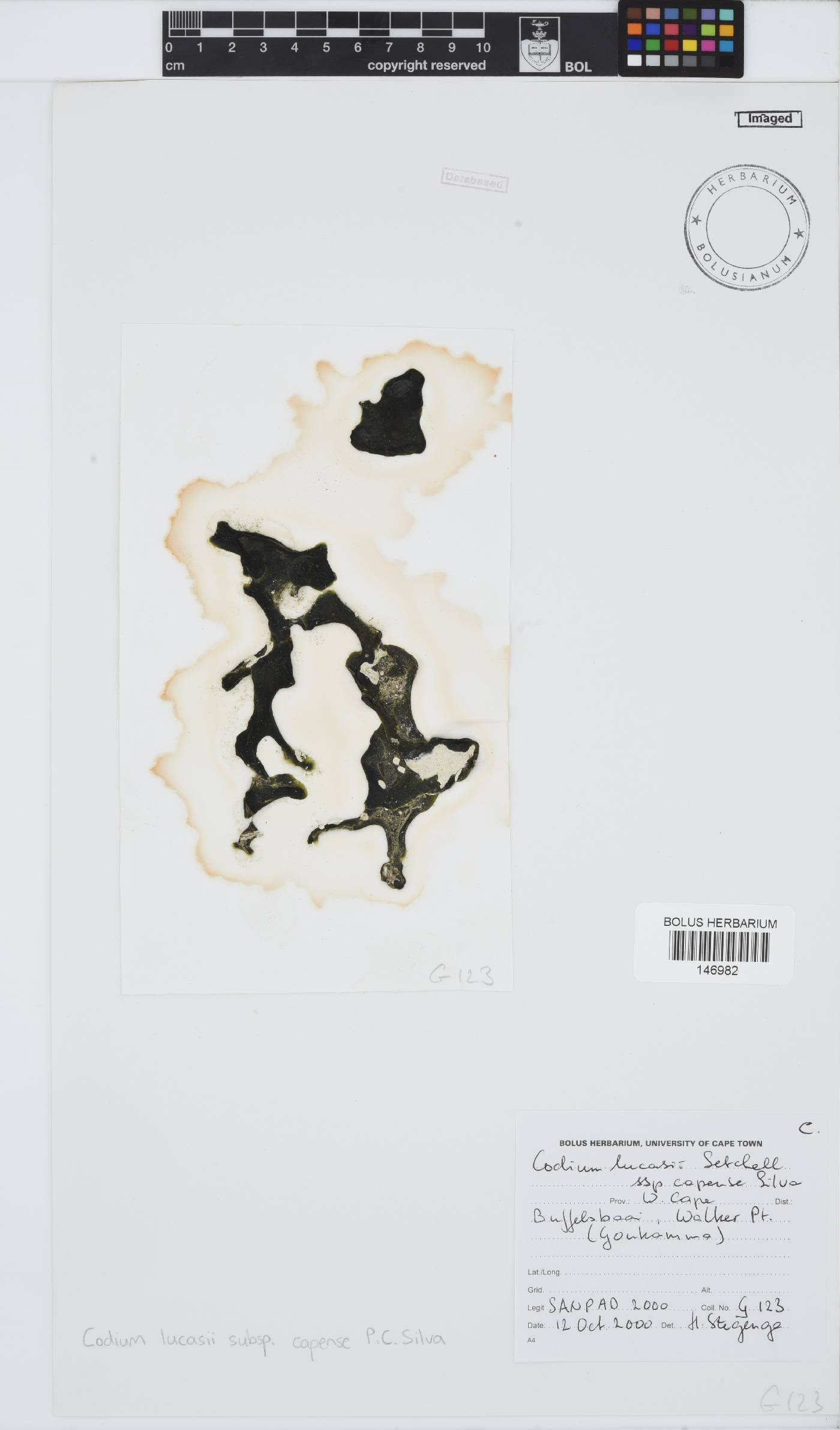 Codium lucasii subsp. capense image