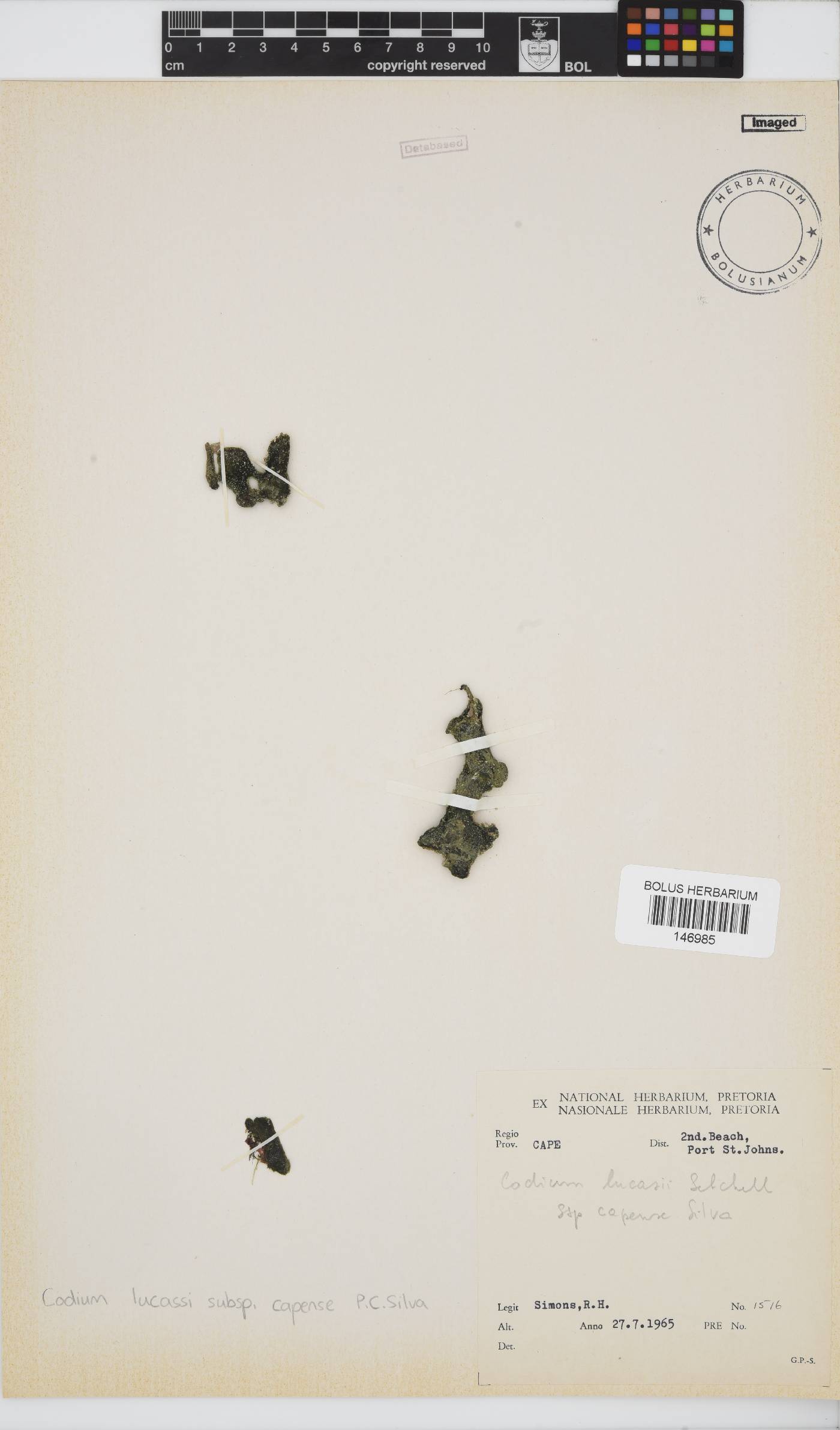 Codium lucasii subsp. capense image