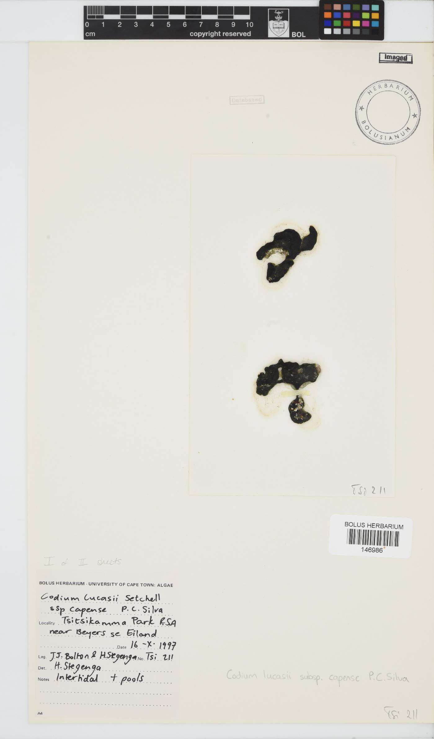 Codium lucasii image
