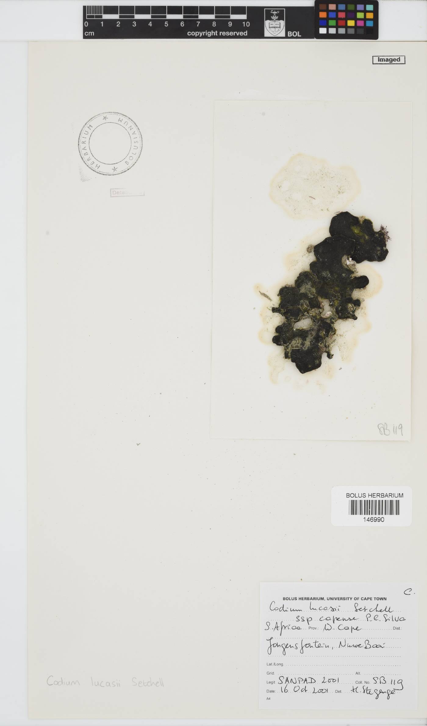 Codium lucasii image