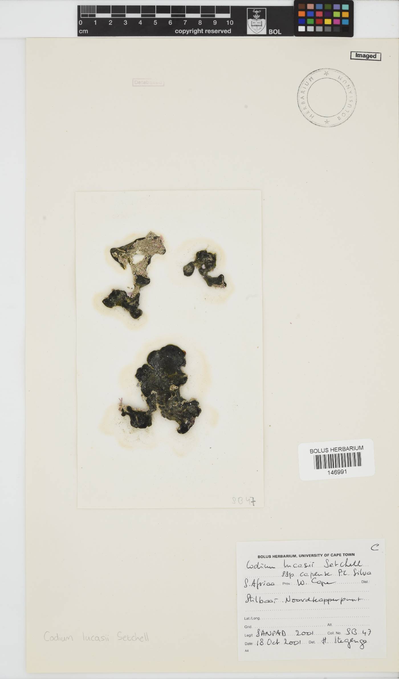Codium lucasii image