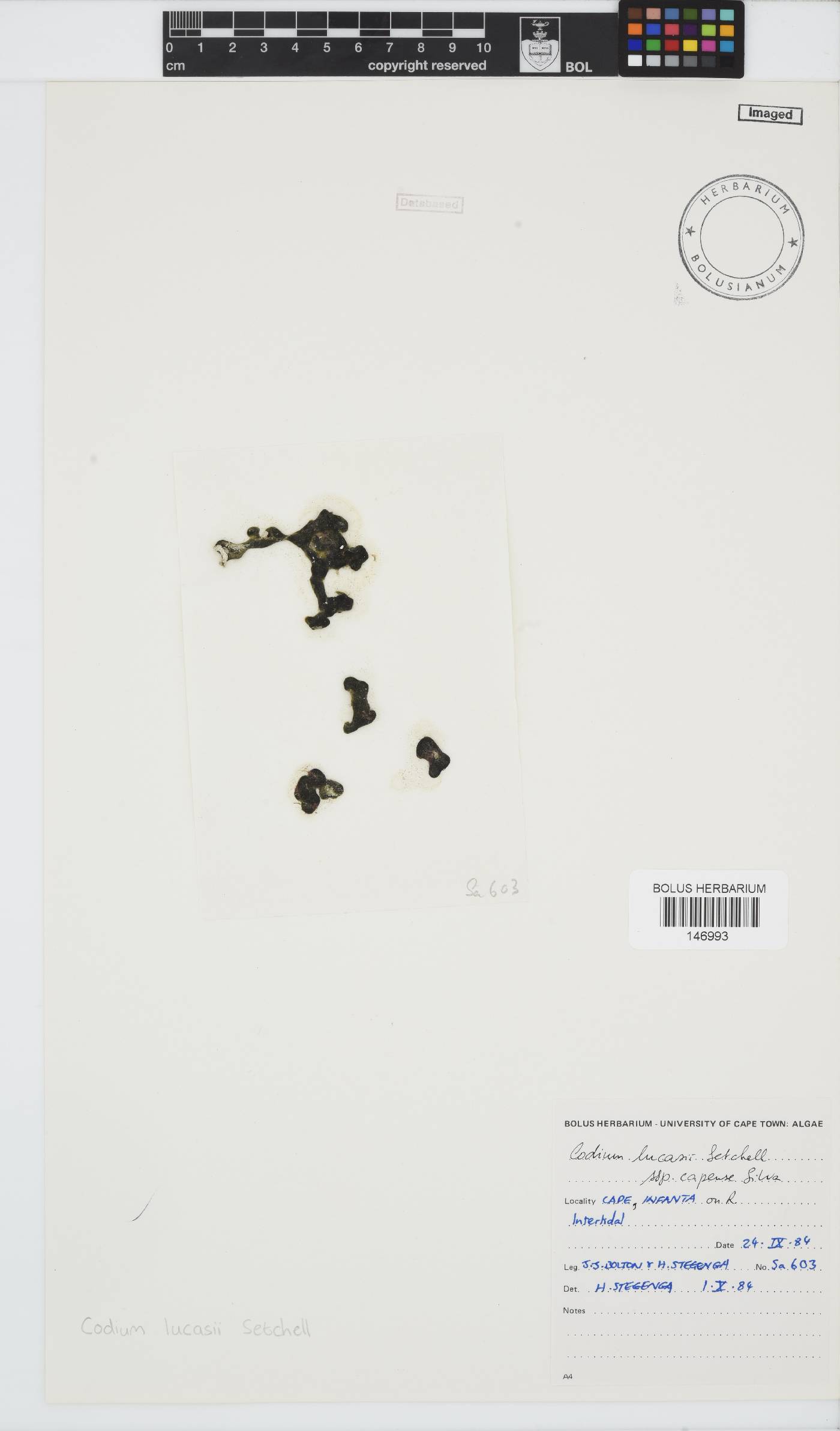 Codium lucasii subsp. capense image