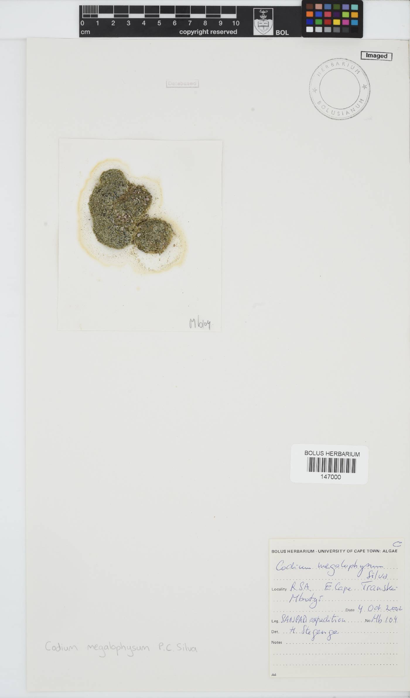 Codium megalophysum image