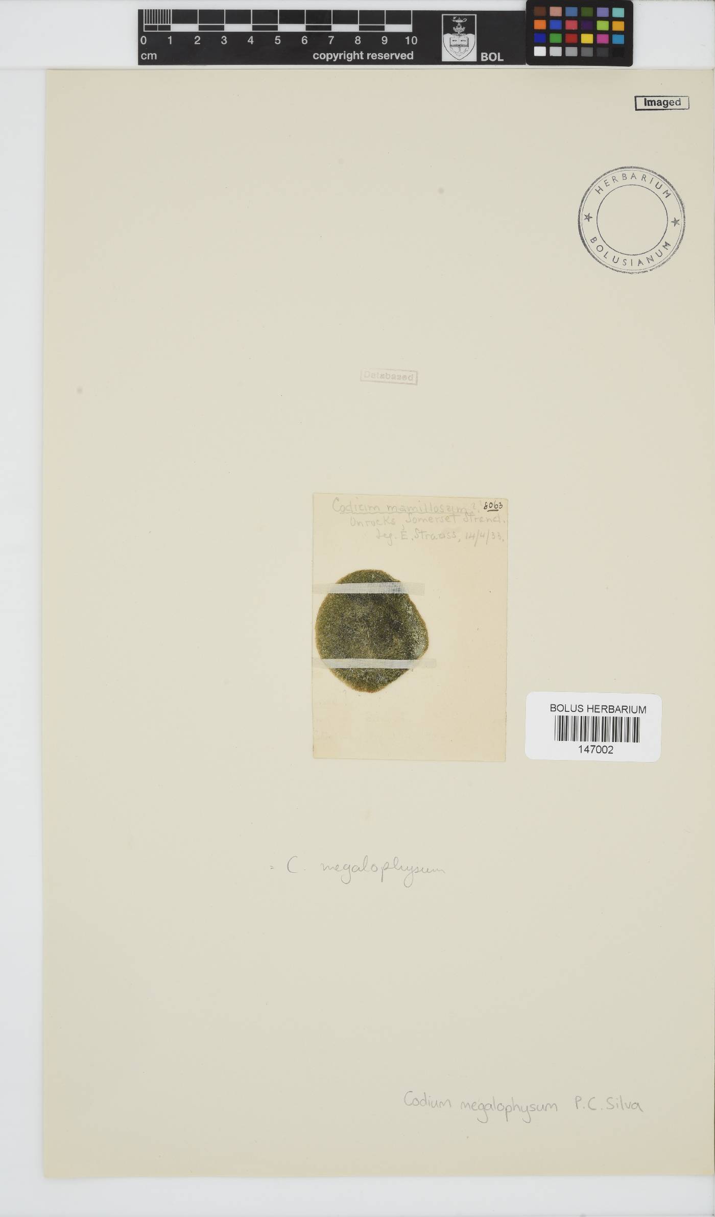 Codium megalophysum image