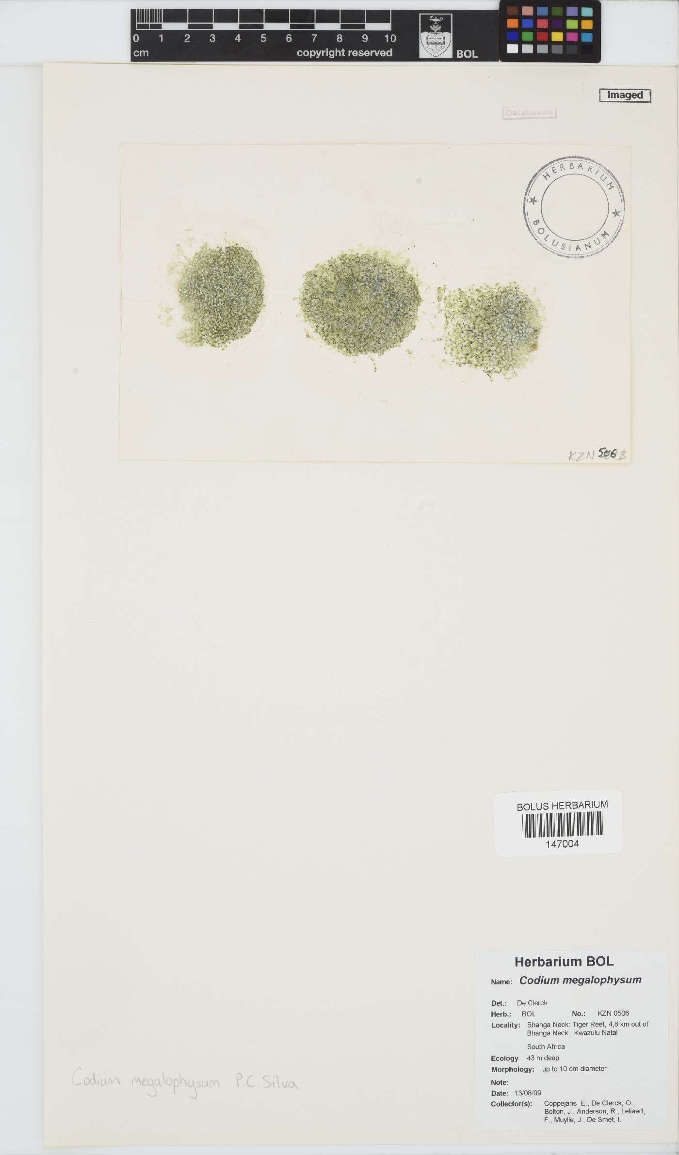 Codium megalophysum image