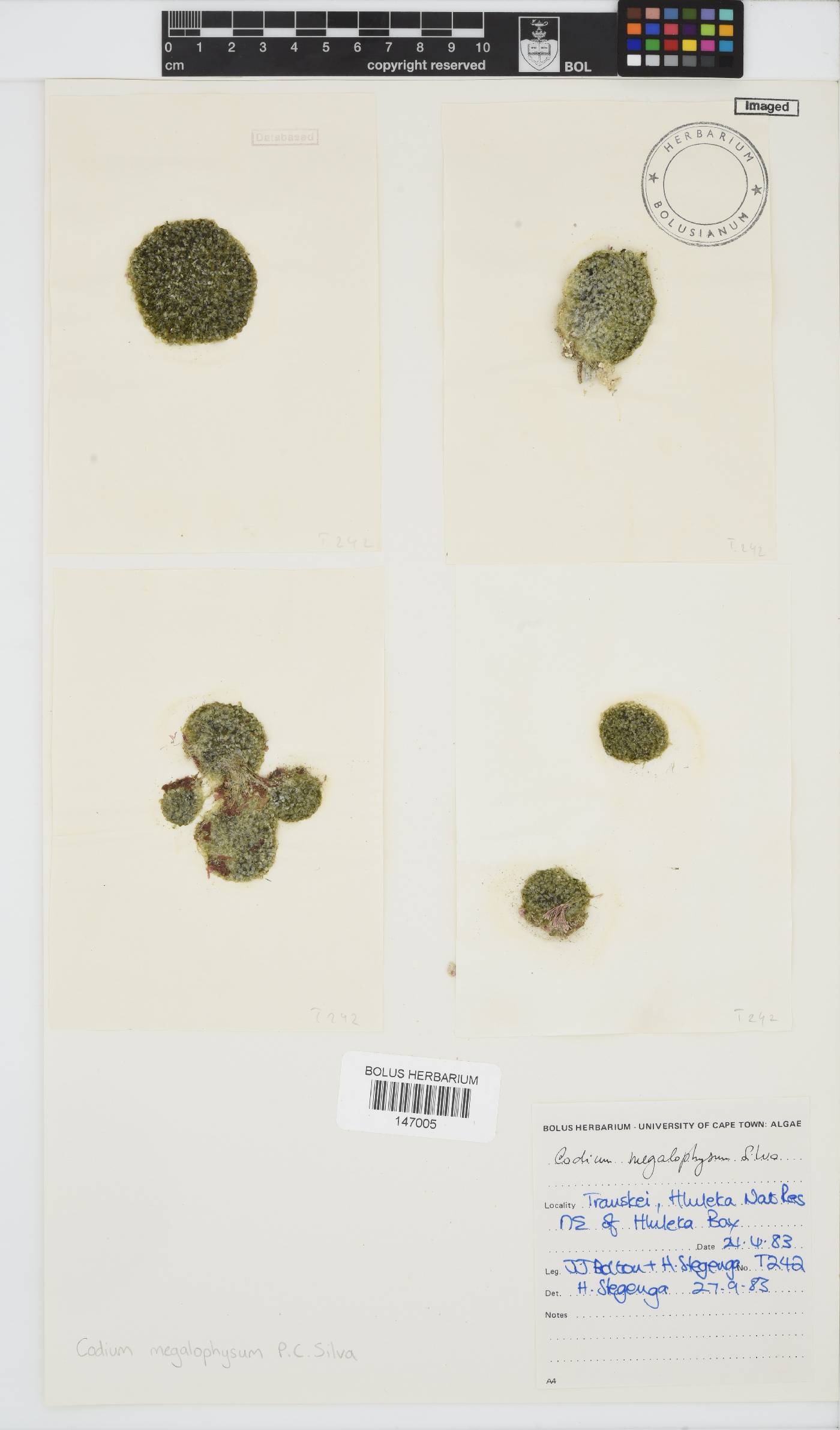 Codium megalophysum image